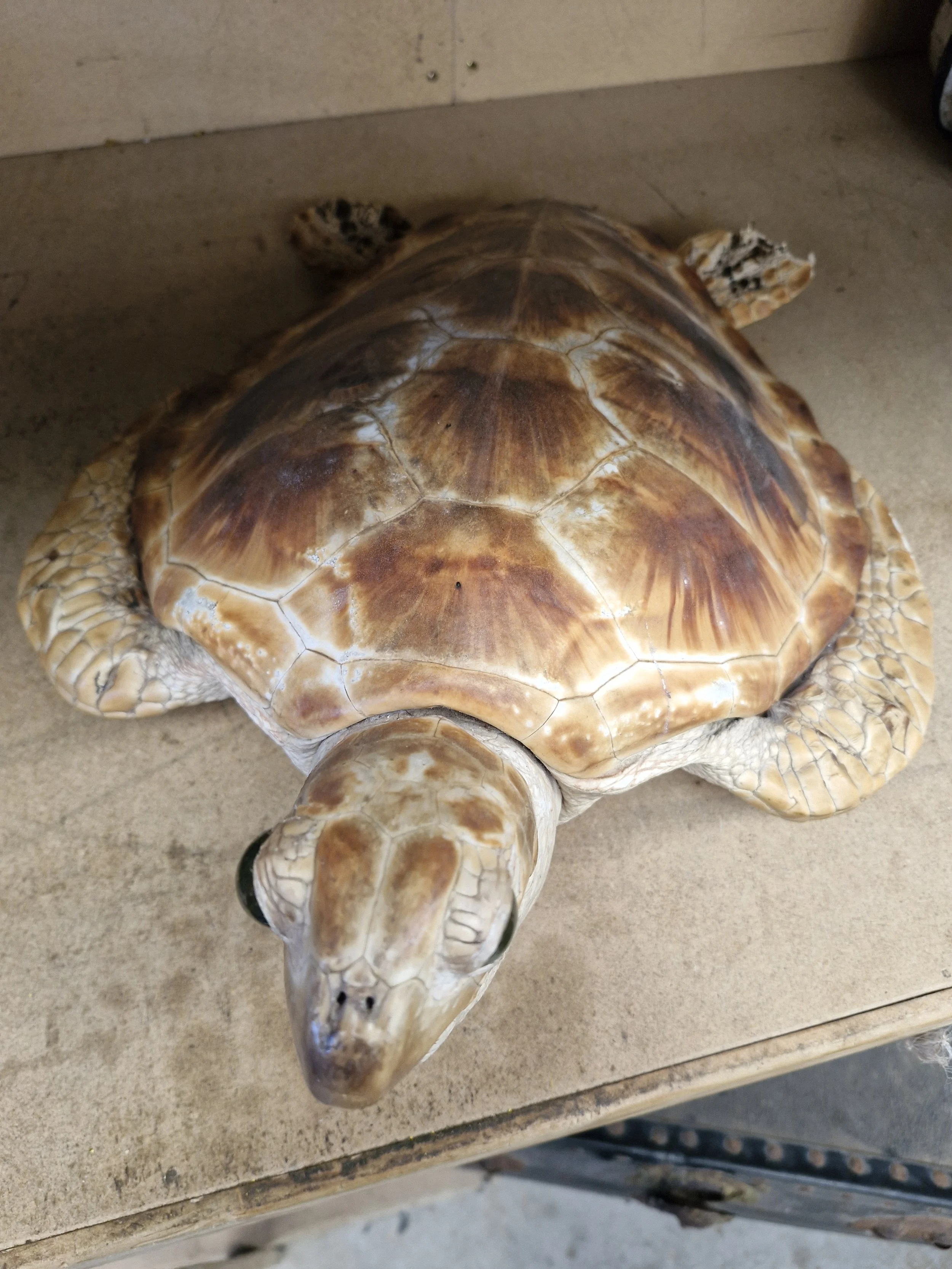 axidermy Loggerhead Sea Turtle, 50cm long