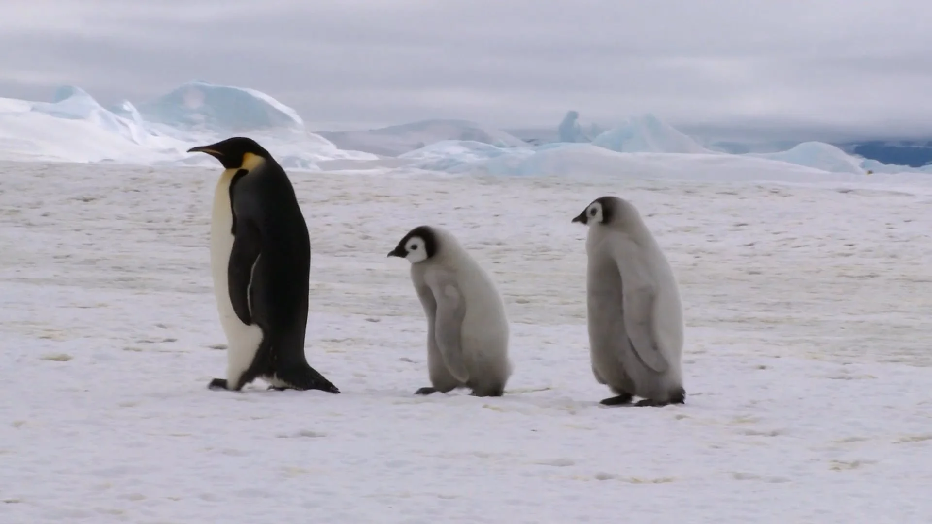 What Does Location Tell Us About Species? - Cleveland Museum of Natural History