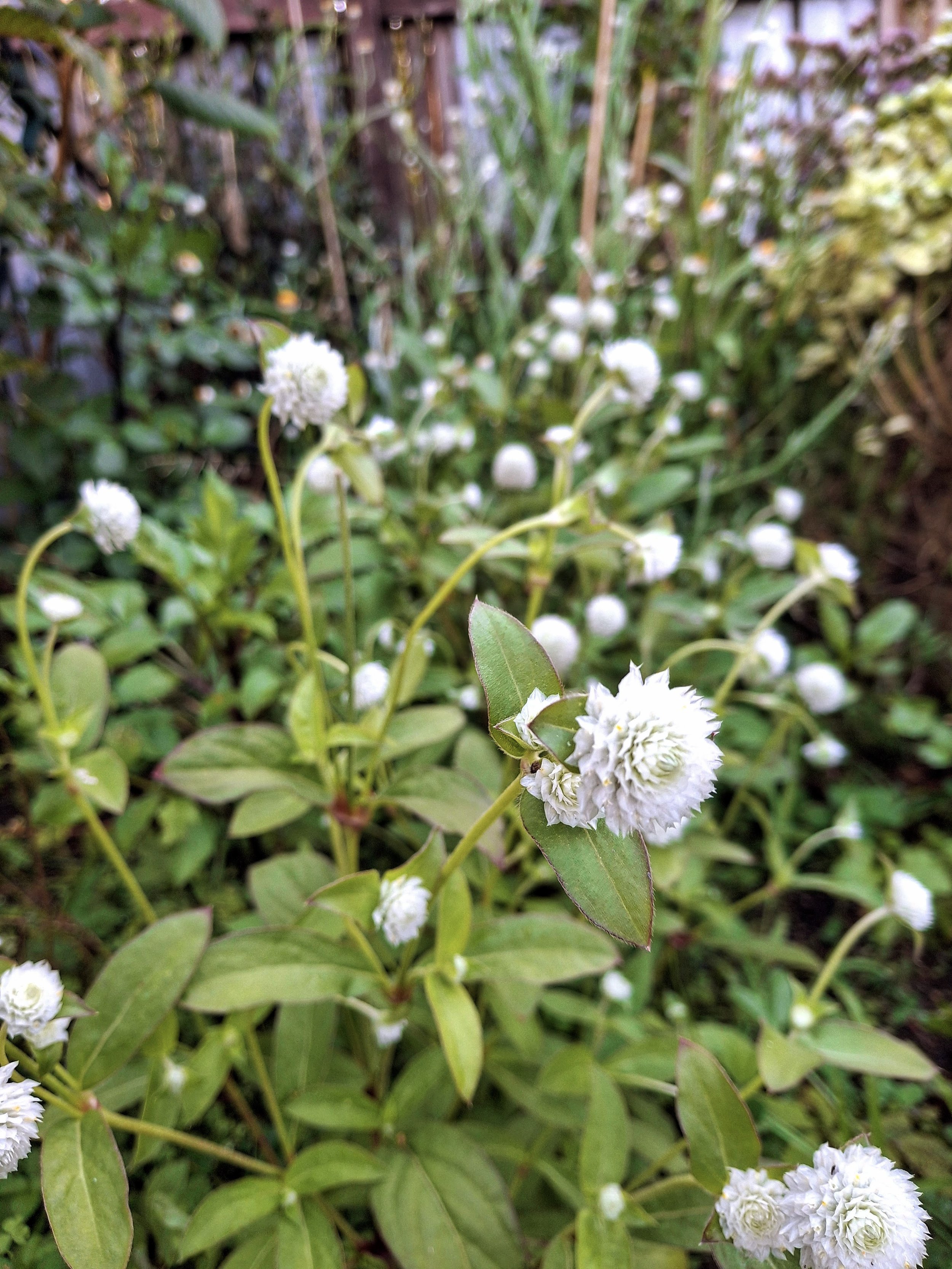 Herbal Profile: Gomphrena globosa (Globe Amaranth)