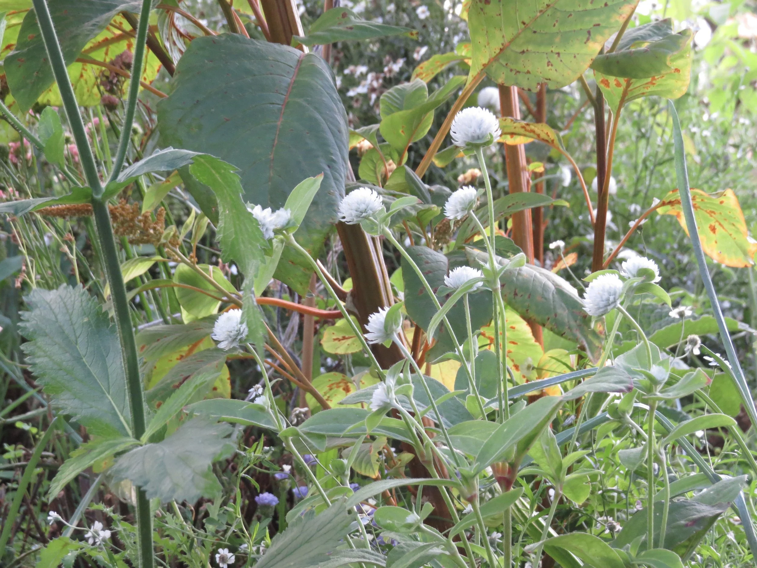 gomprena globosa, white, in the garden.