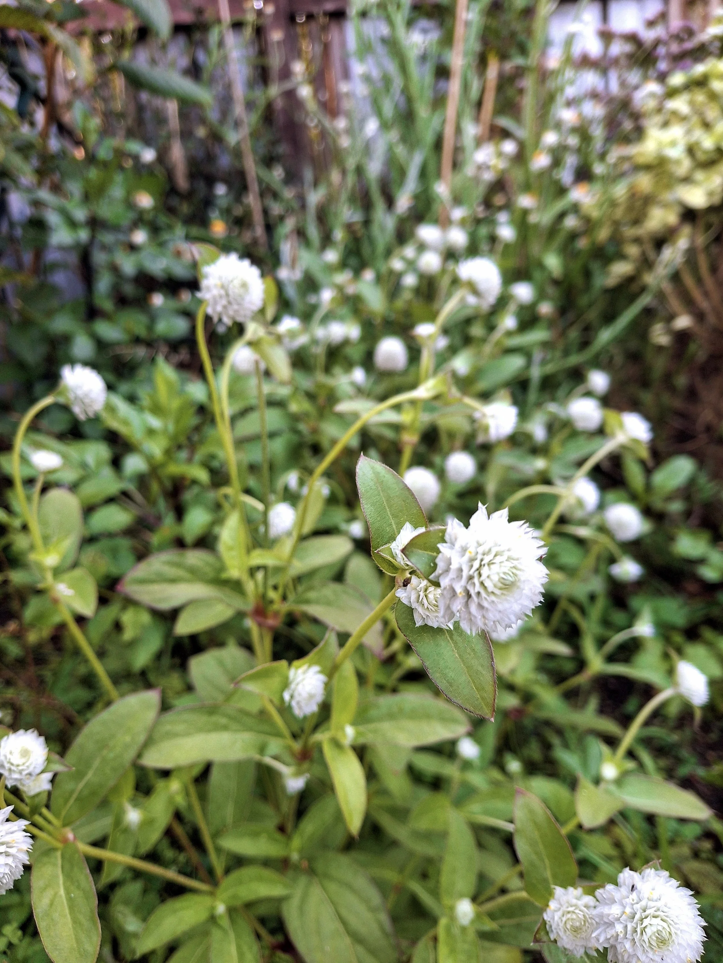 gomprena globosa, white. medicinal garden.