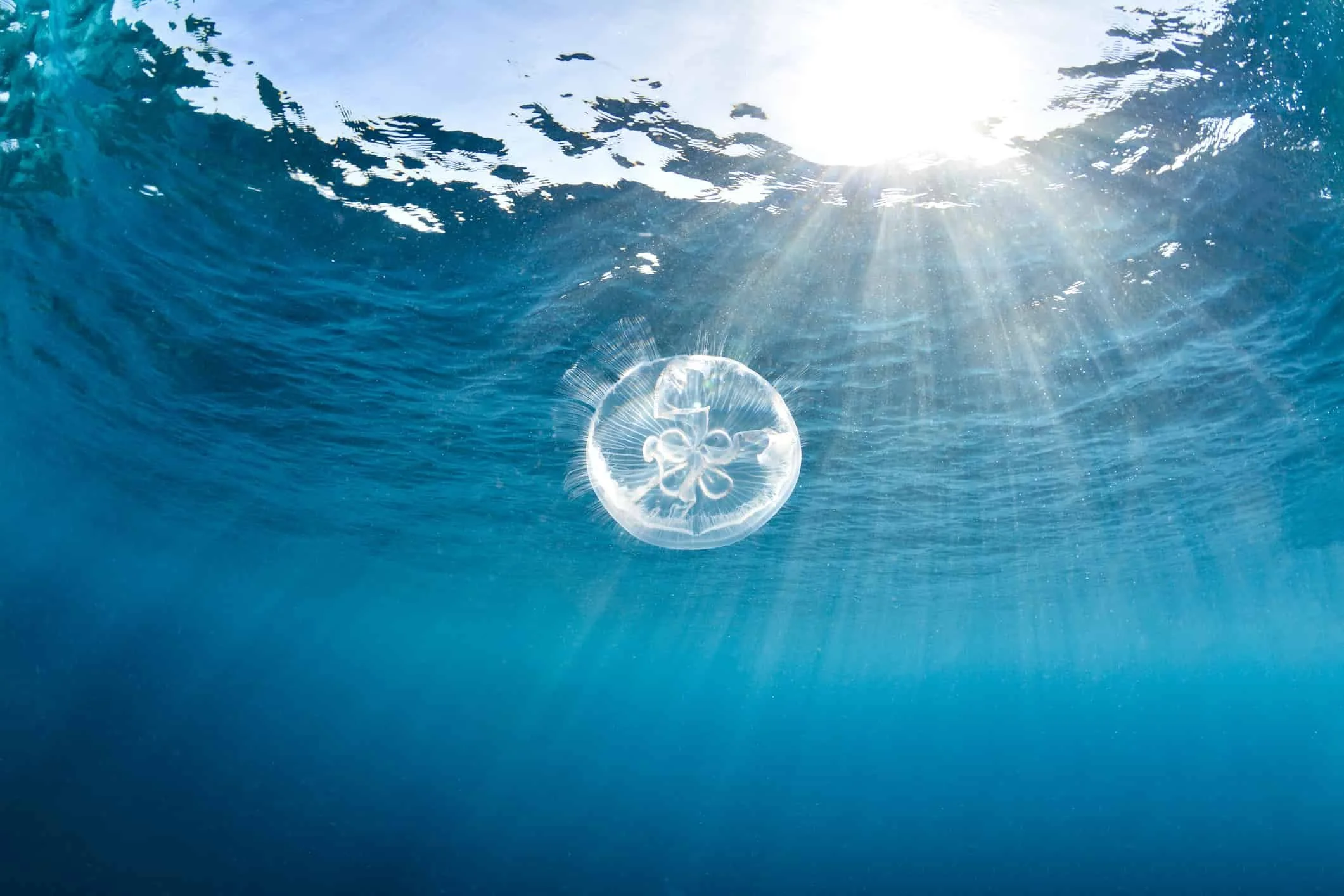 Baby jellyfish