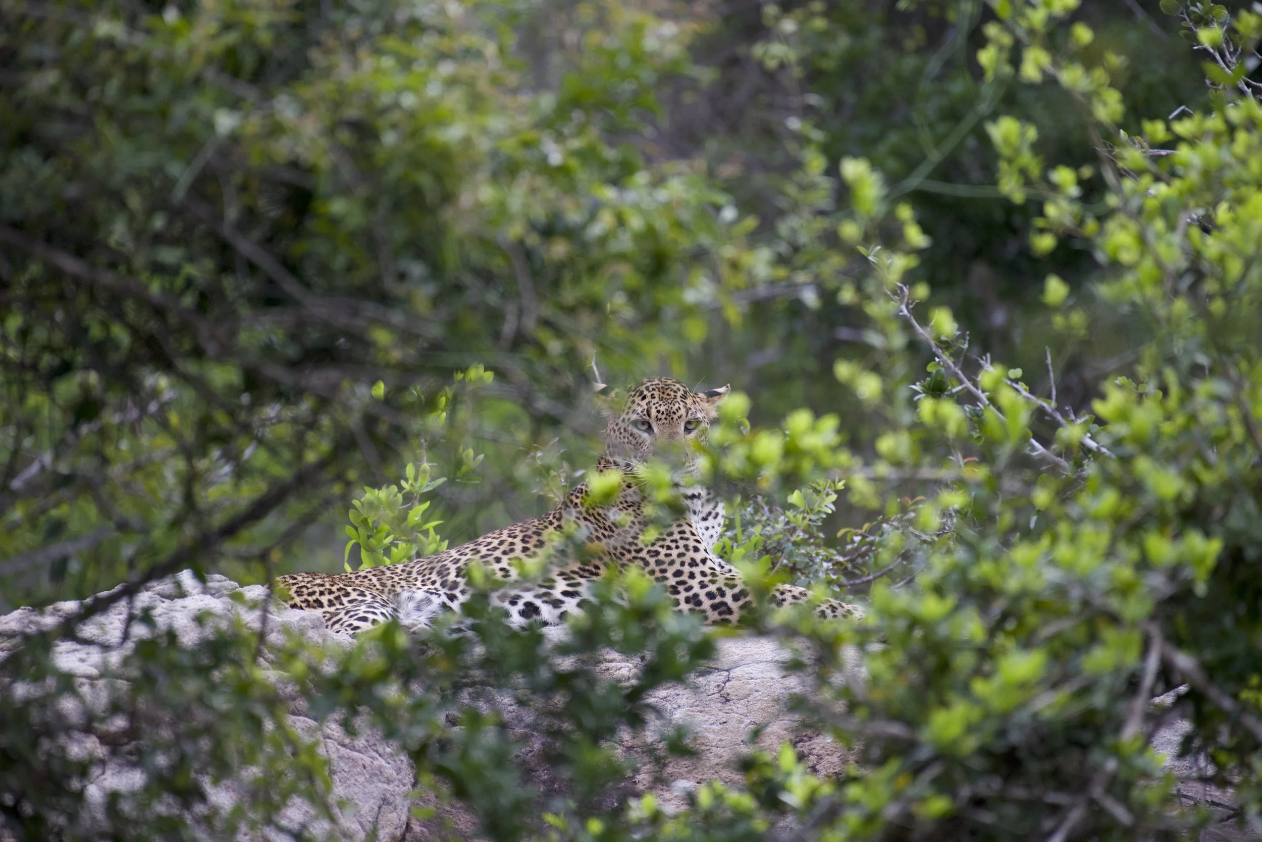 Yala National Park Expedition