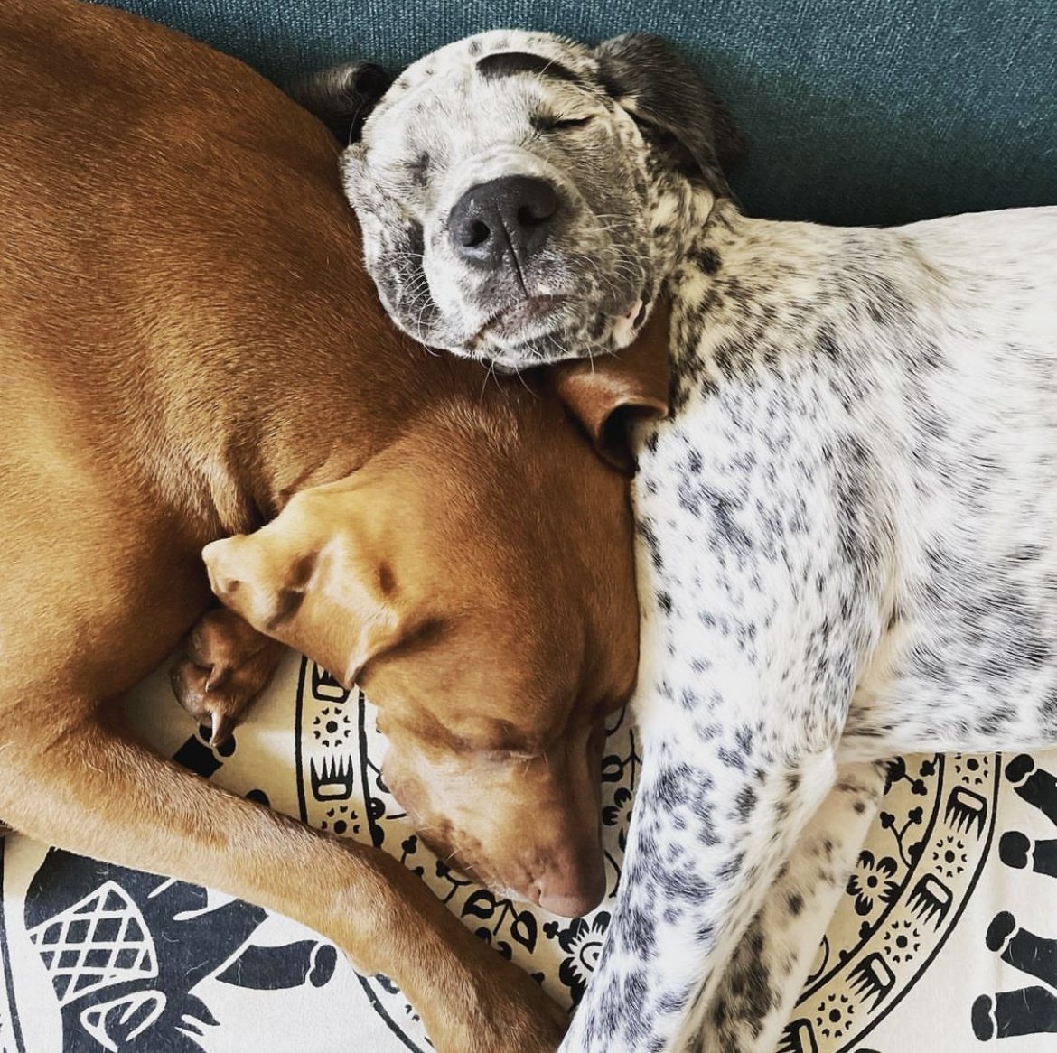 The now grown puppies