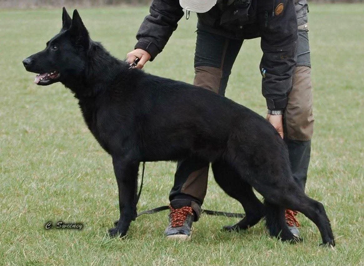 Black German Shepherd being posed by a person on grass