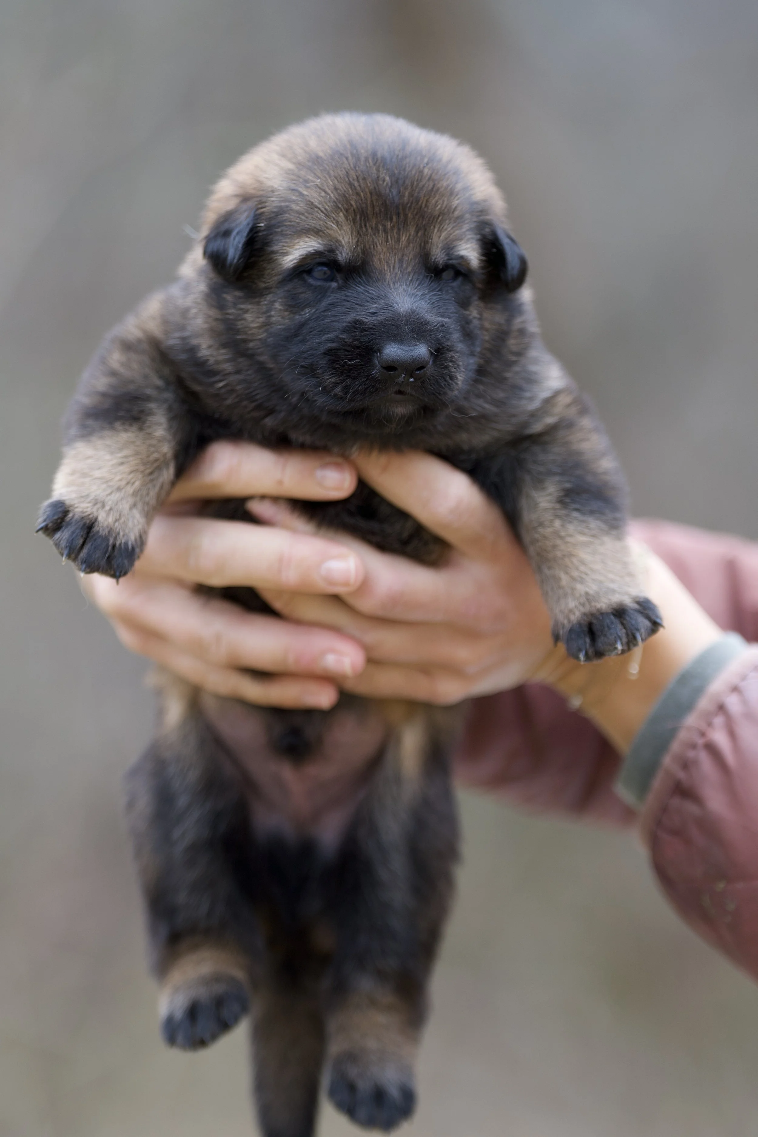 Person holding a small brown and black puppy with closed eyes.