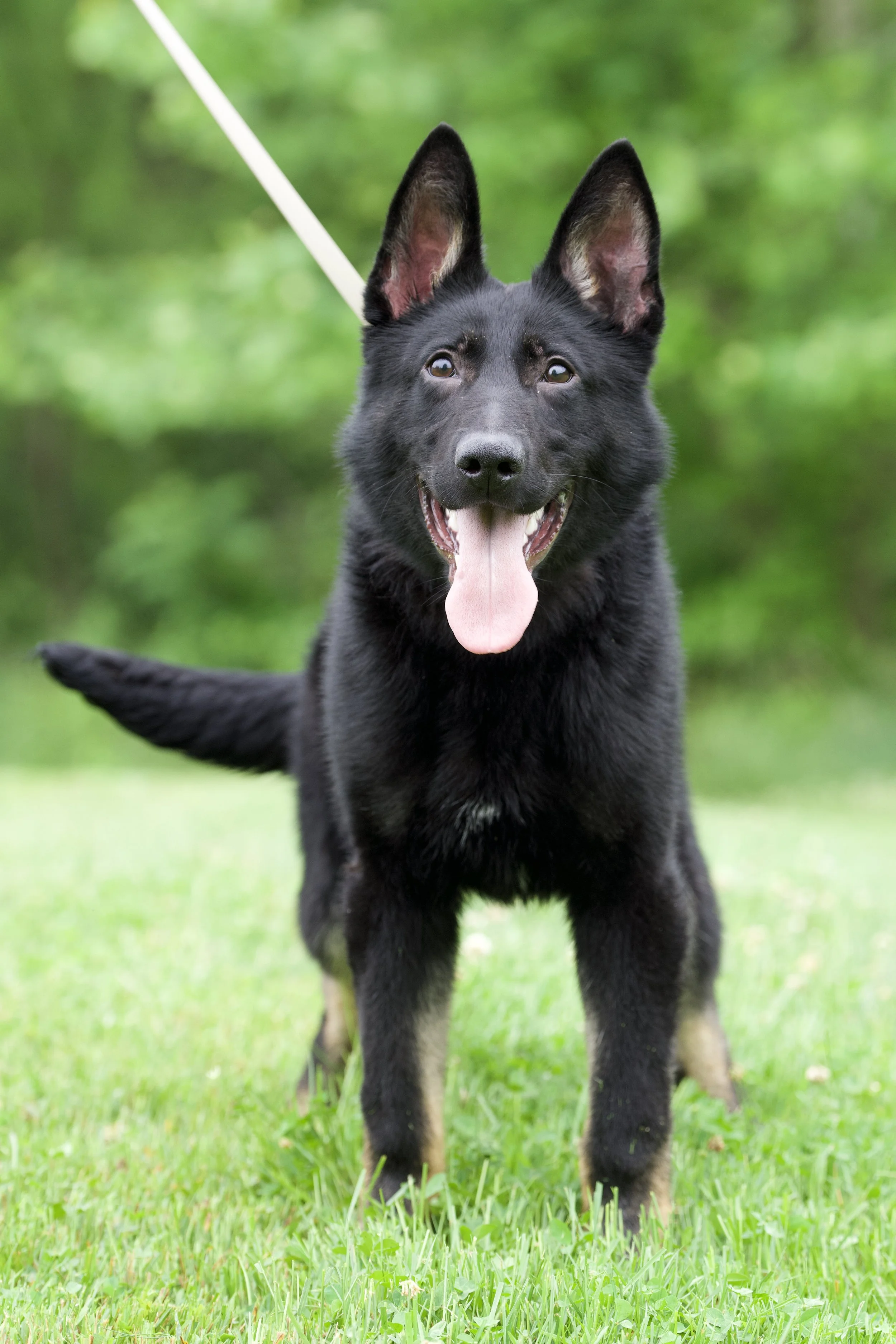 Black German Shepherd puppy standing on green grass outdoors, looking at the camera with tongue out, background of trees.