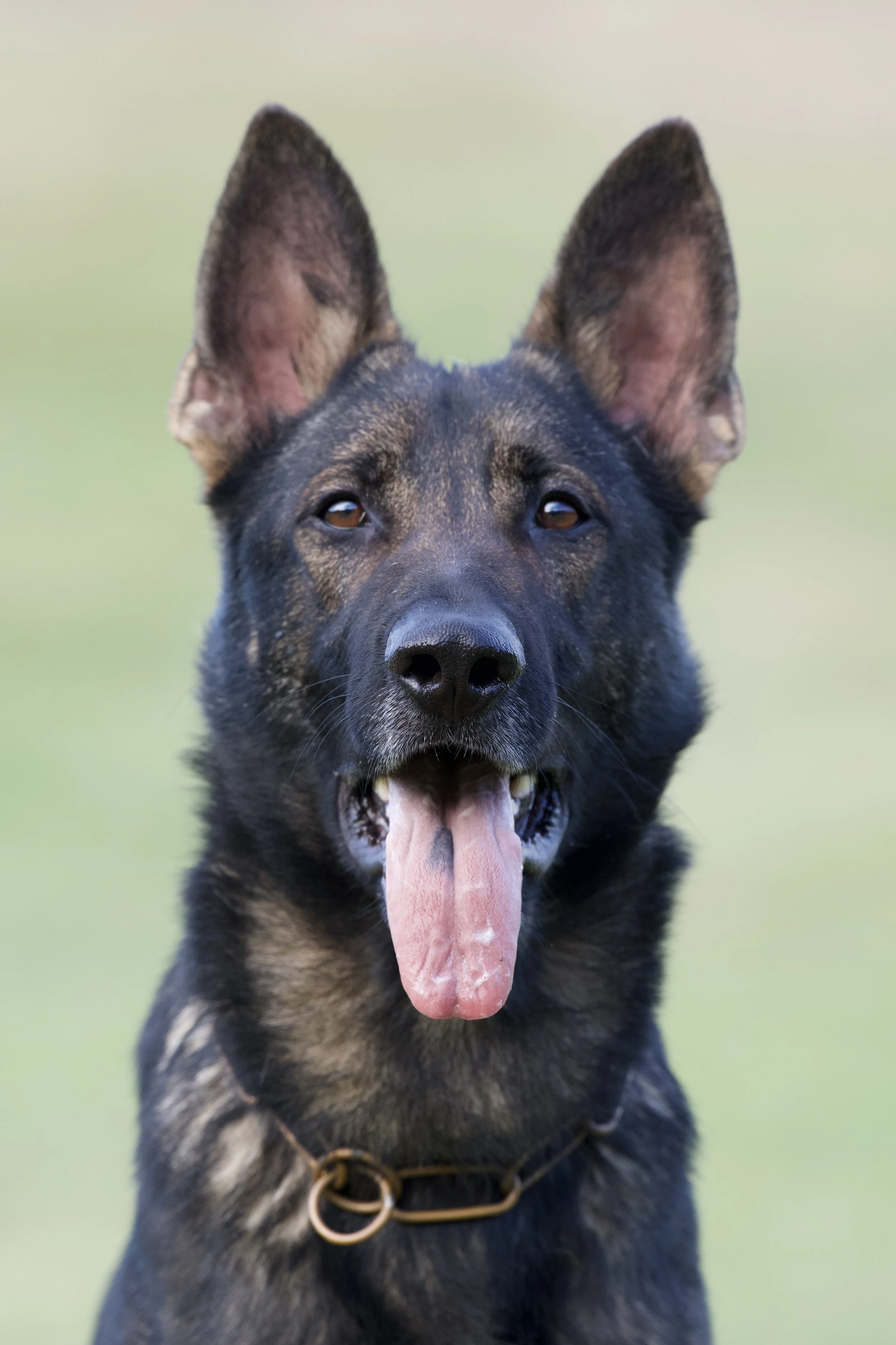 A German Shepherd dog with black and tan fur, standing outdoors on a grassy field, with its tongue hanging out.