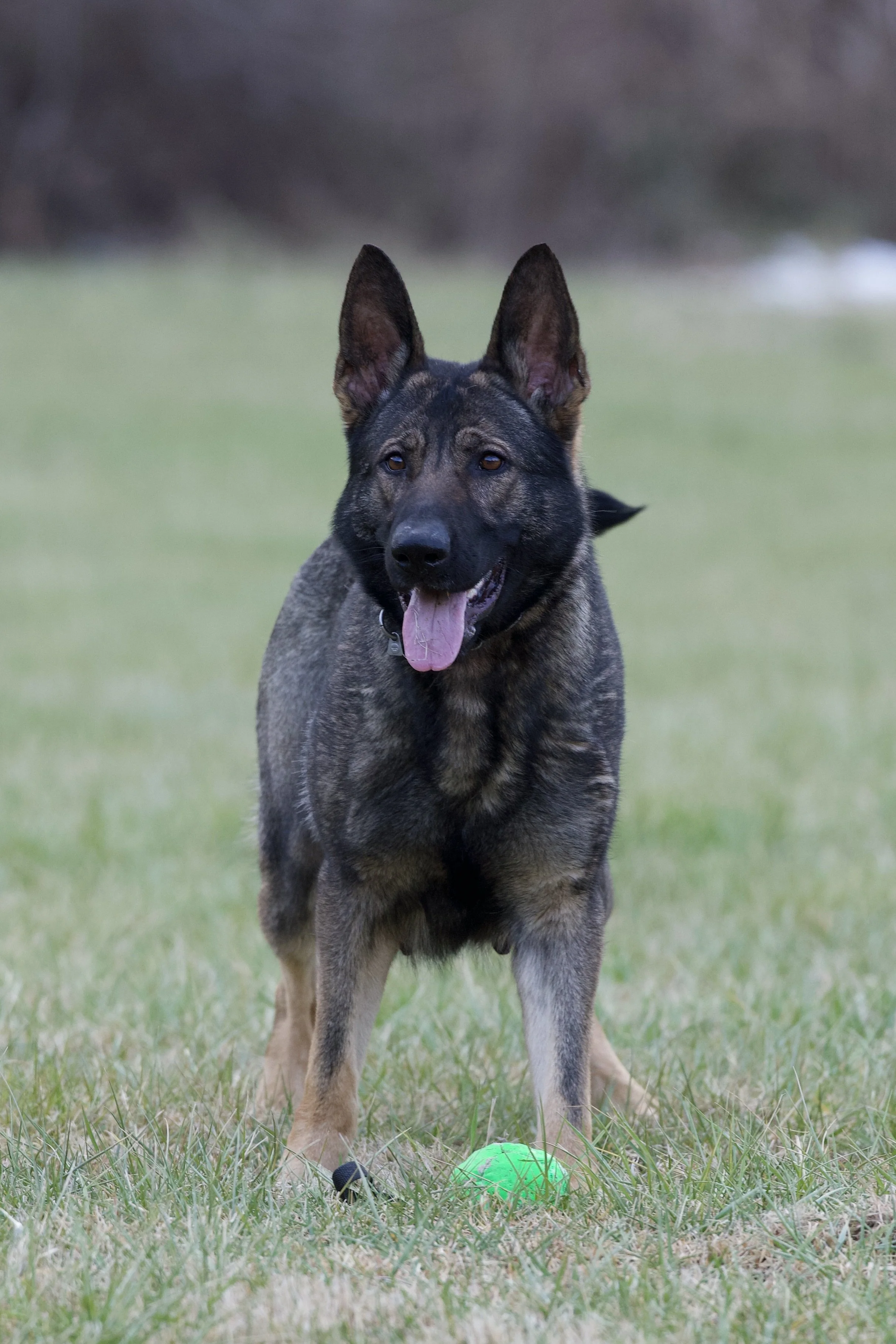 A brindle-coated dog with upright ears, standing outdoors on grass with a green ball at its paws, panting with its tongue out.