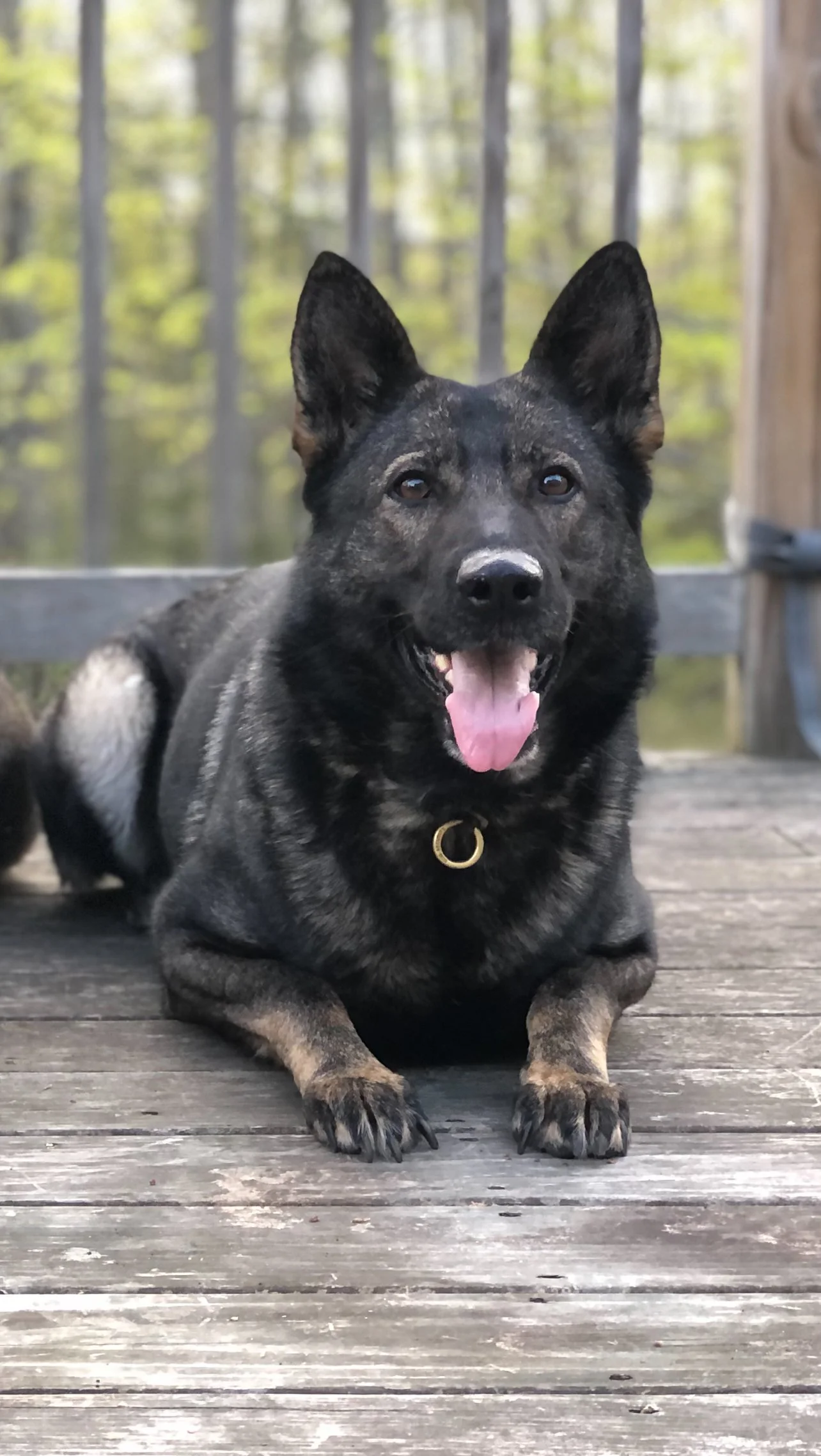 A happy black and brown dog, lying on a wooden deck with its tongue out, trees and a fence in the background.