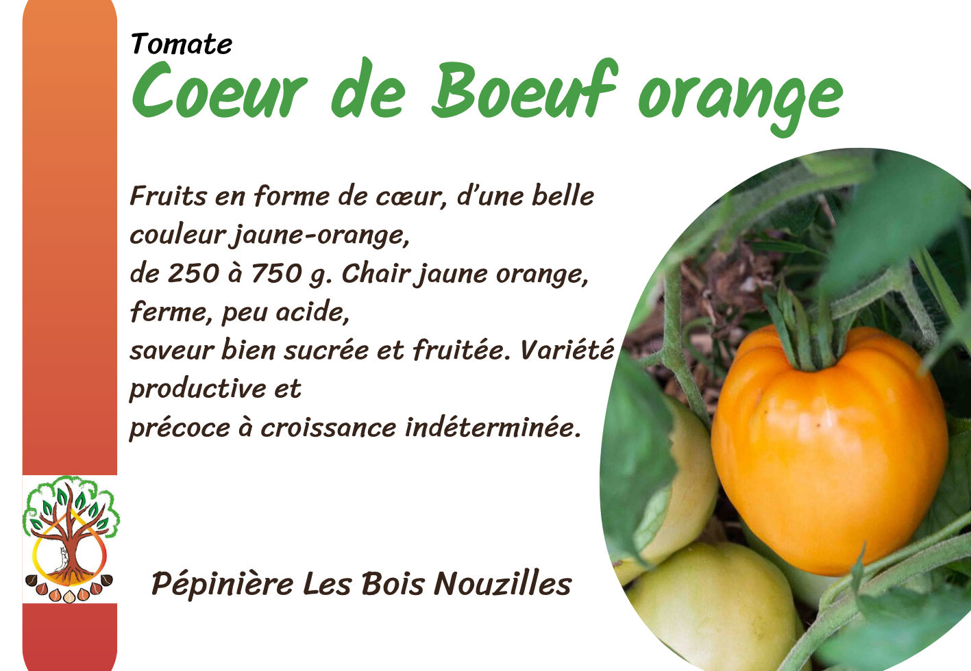 Coeur de Boeuf orange.png