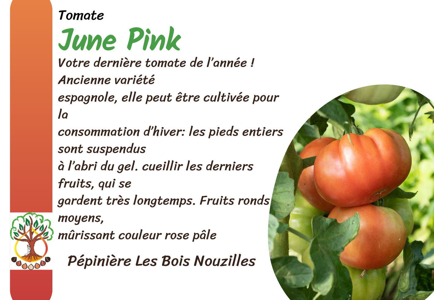 June Pink.png
