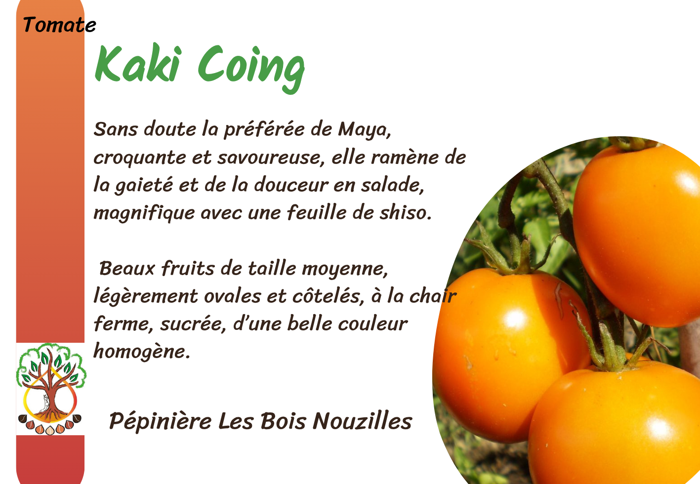 Kaki Coing.png