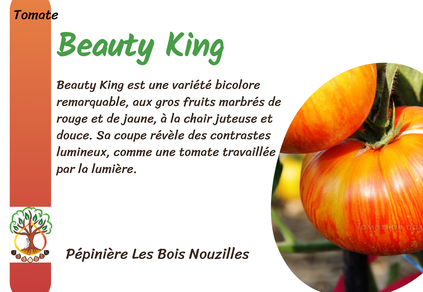 Beauty King.png
