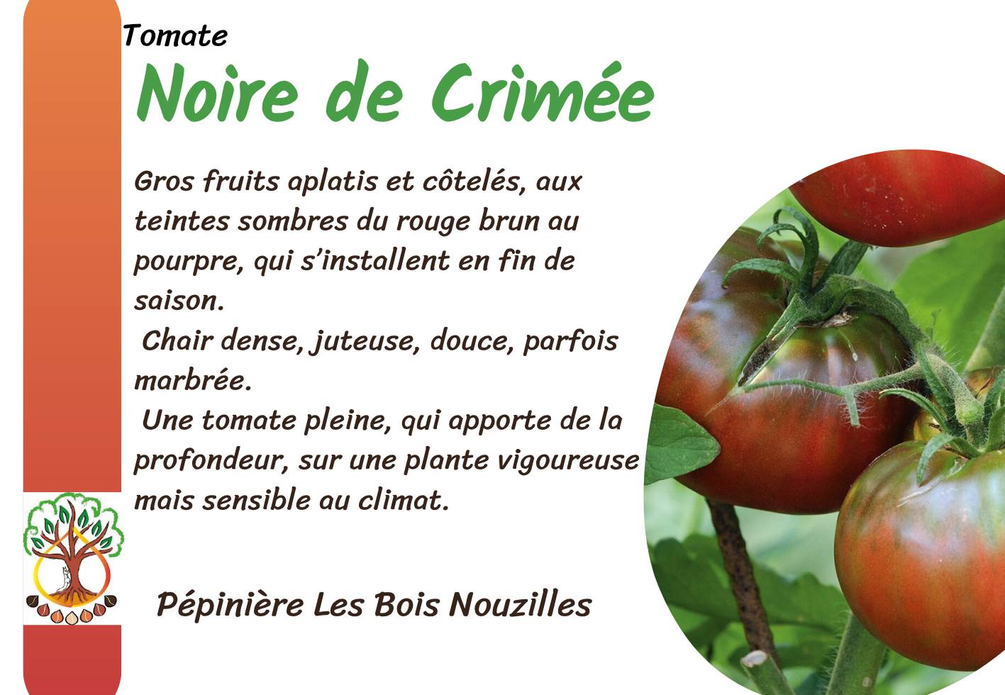 Noire de Crimée.png