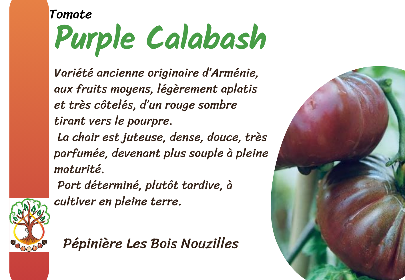 Purple Calabash.png