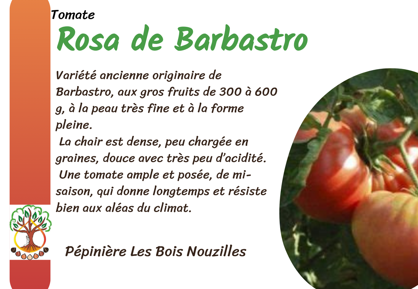 Rosa de Barbastro.png