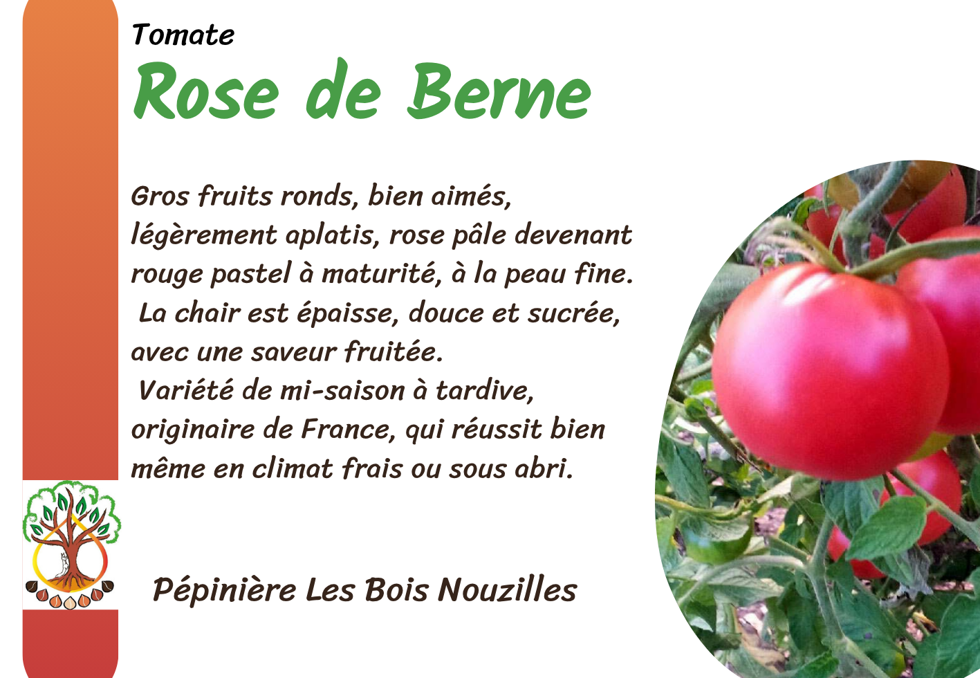 Rose de Berne.png