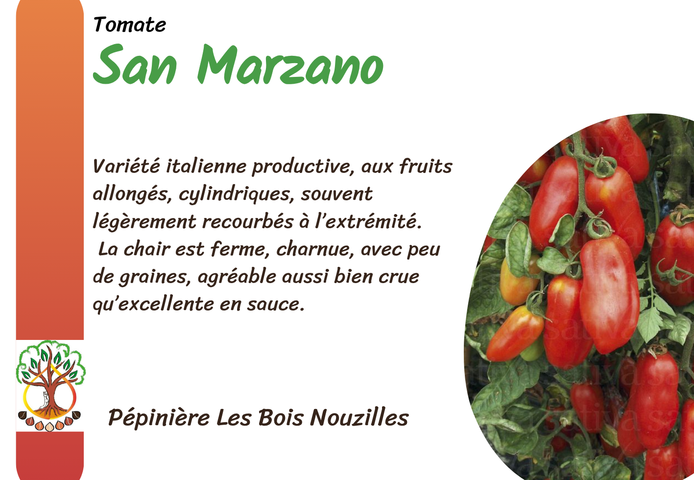 San Marzano.png