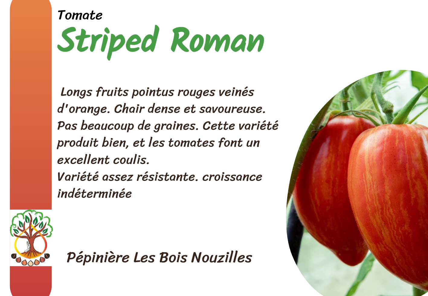 Copy of Striped Roman.png