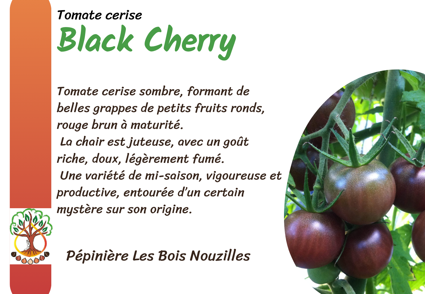 Black Cherry.png