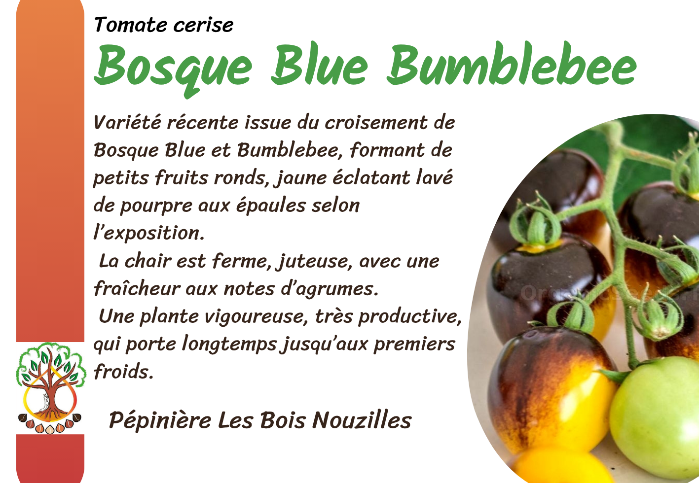 Bosque Blue Bumblebee.png