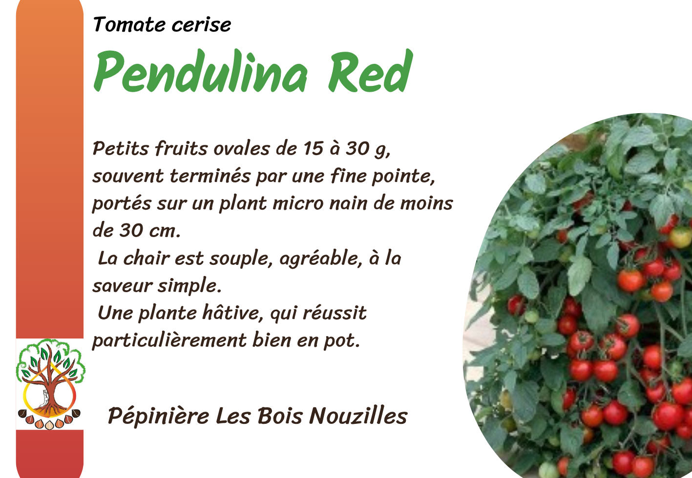Pendulina Red.png