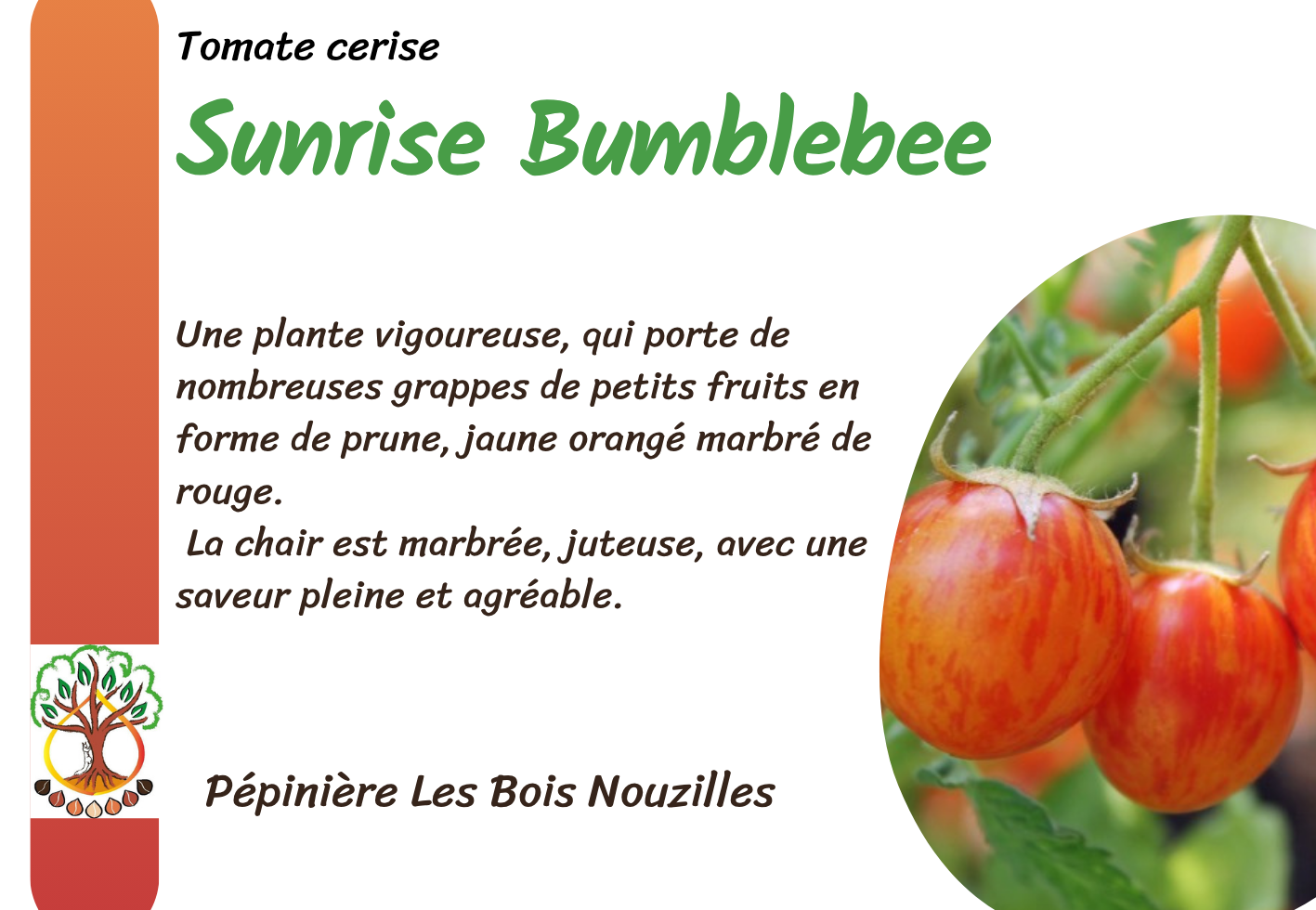 Sunrise Bumblebee.png