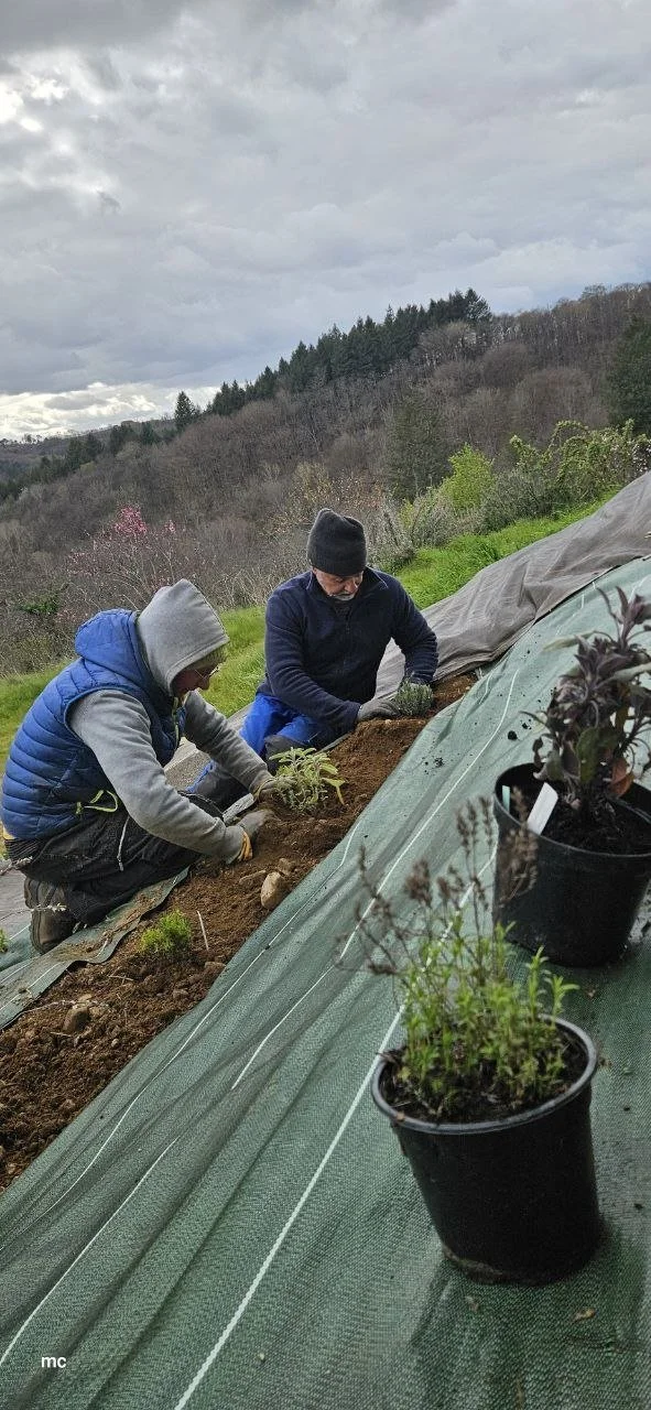 plantation-medicinales-jardin-figeac.jpg.jpg