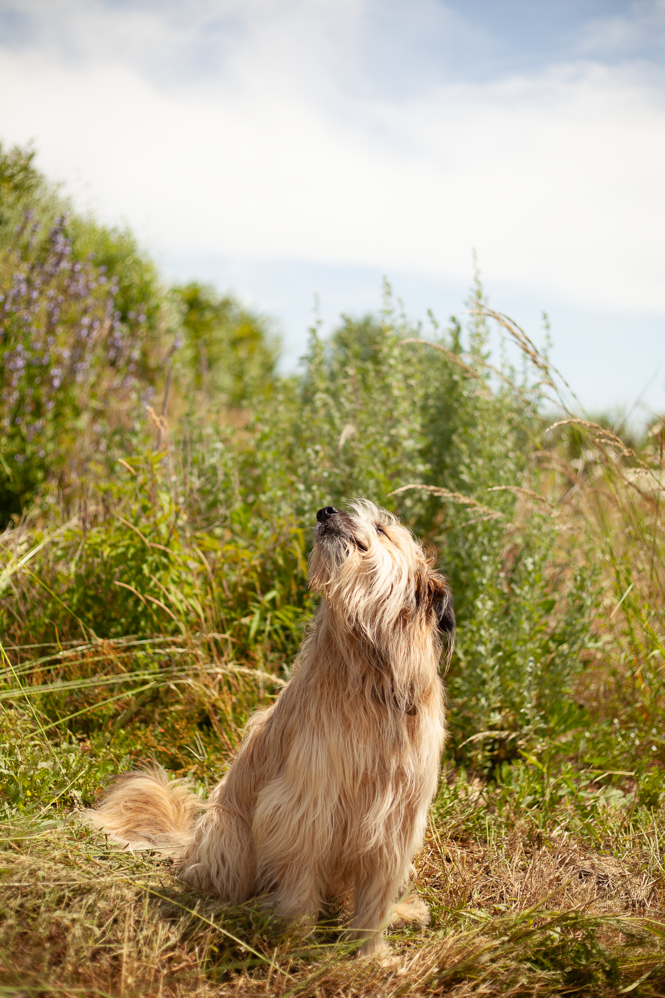 Les Bois Nouzilles-10.PNG