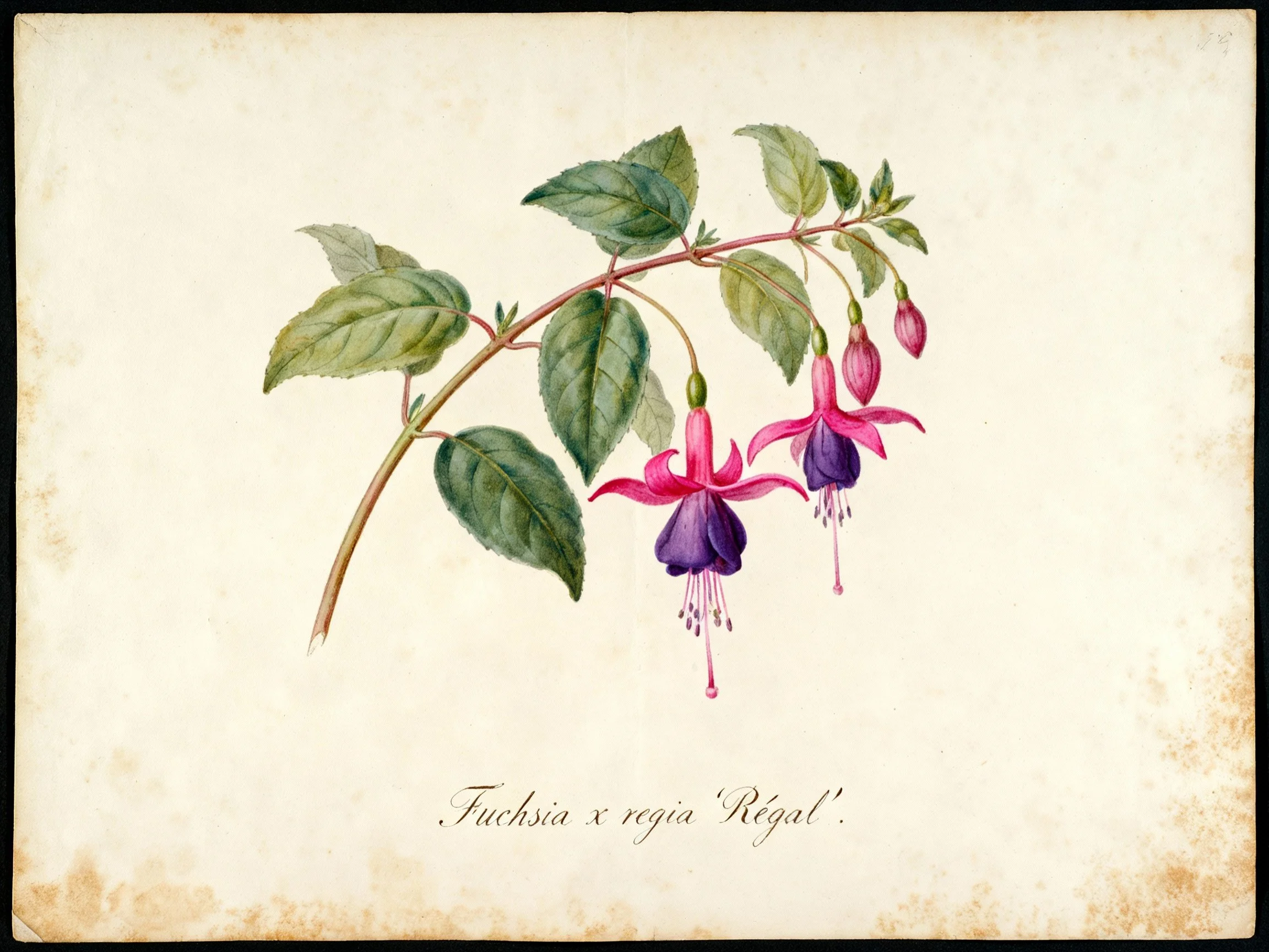 Fuchsia_Regia-Régal_bio.jpg