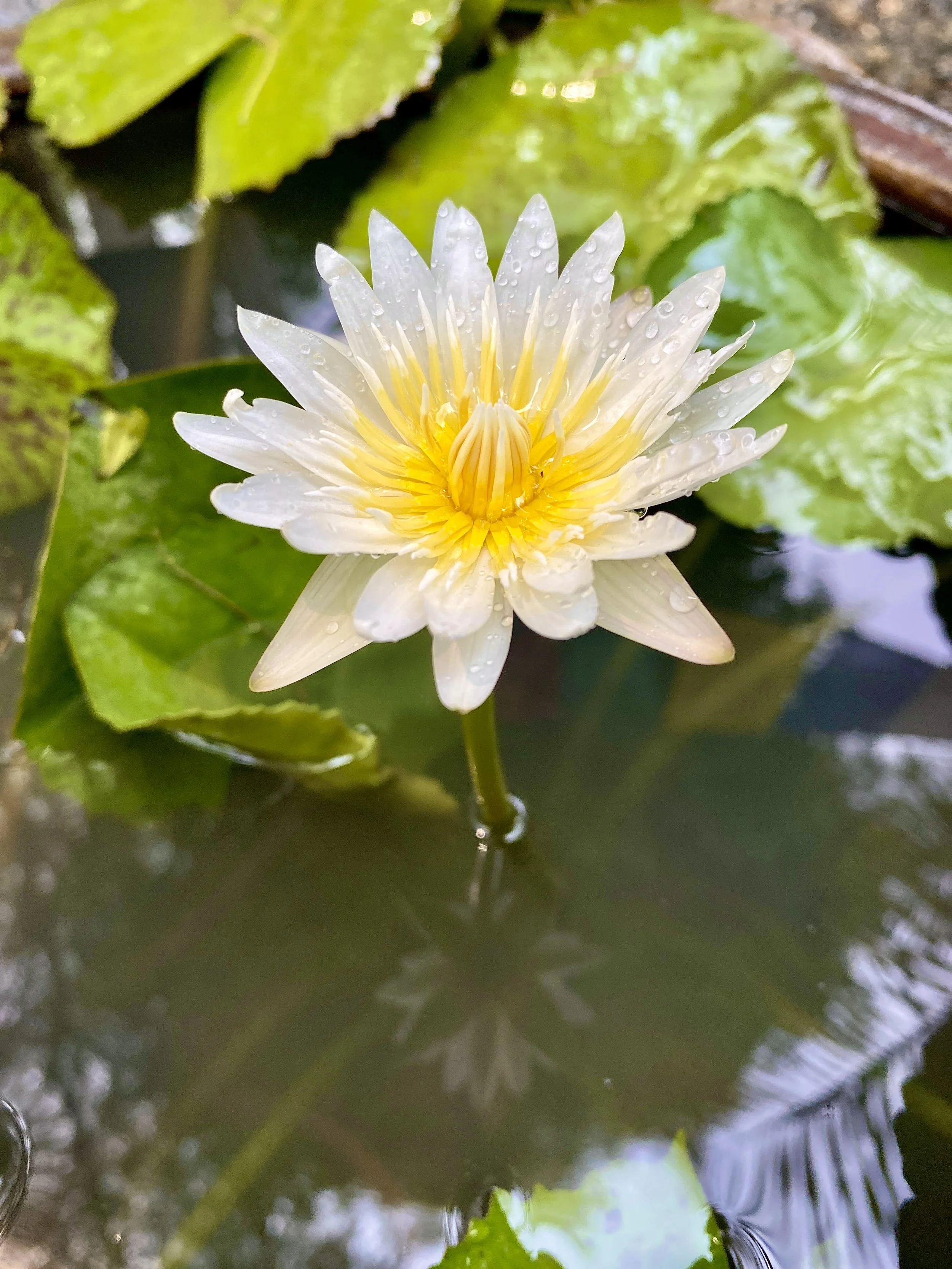 A white water lily with yellow center floating on a pond with green lily pads and reflections of trees.