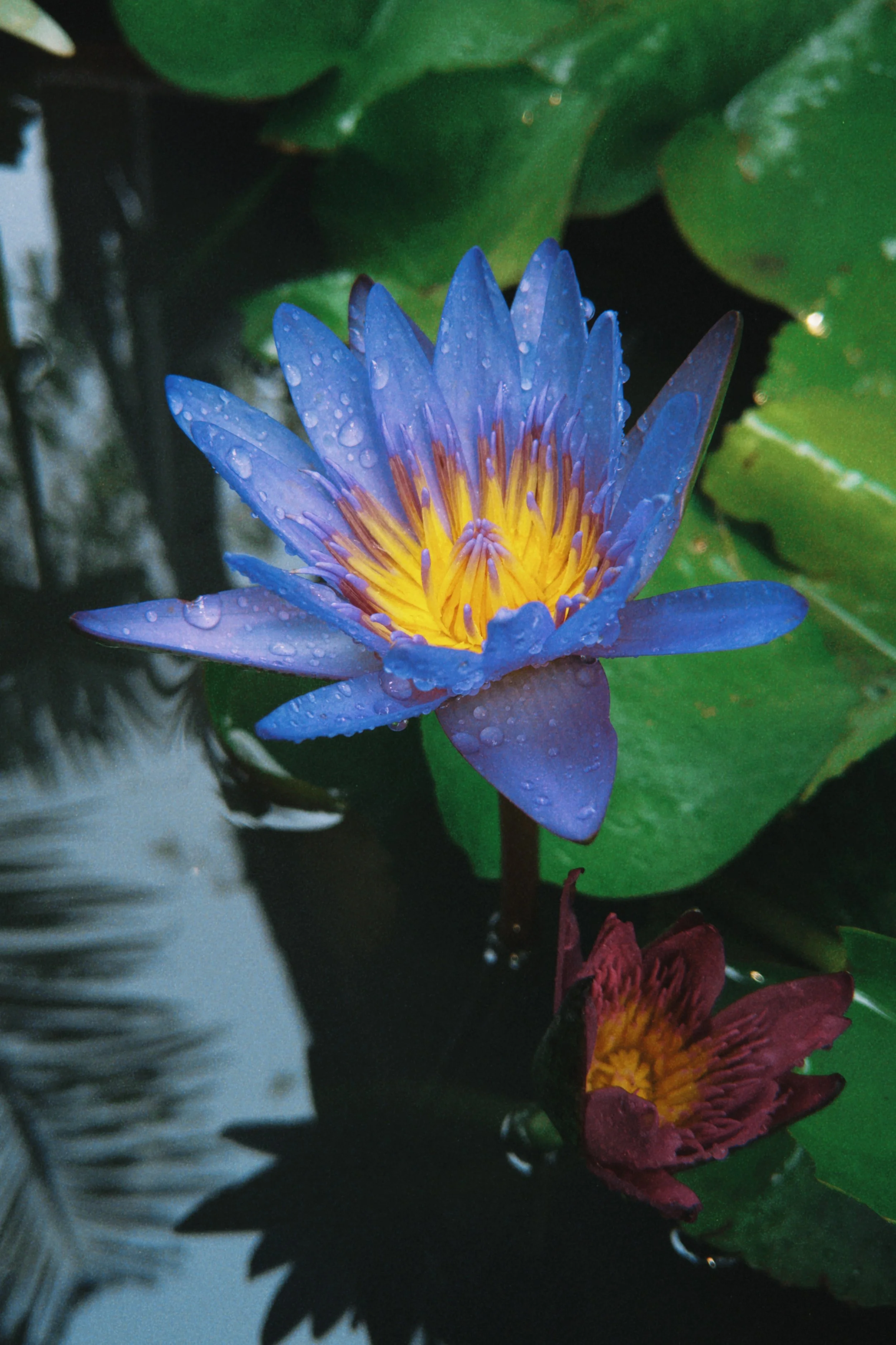 A vibrant purple water lily with yellow and purple center and water droplets on its petals, floating on dark water surrounded by green lily pads and a partially visible red flower.