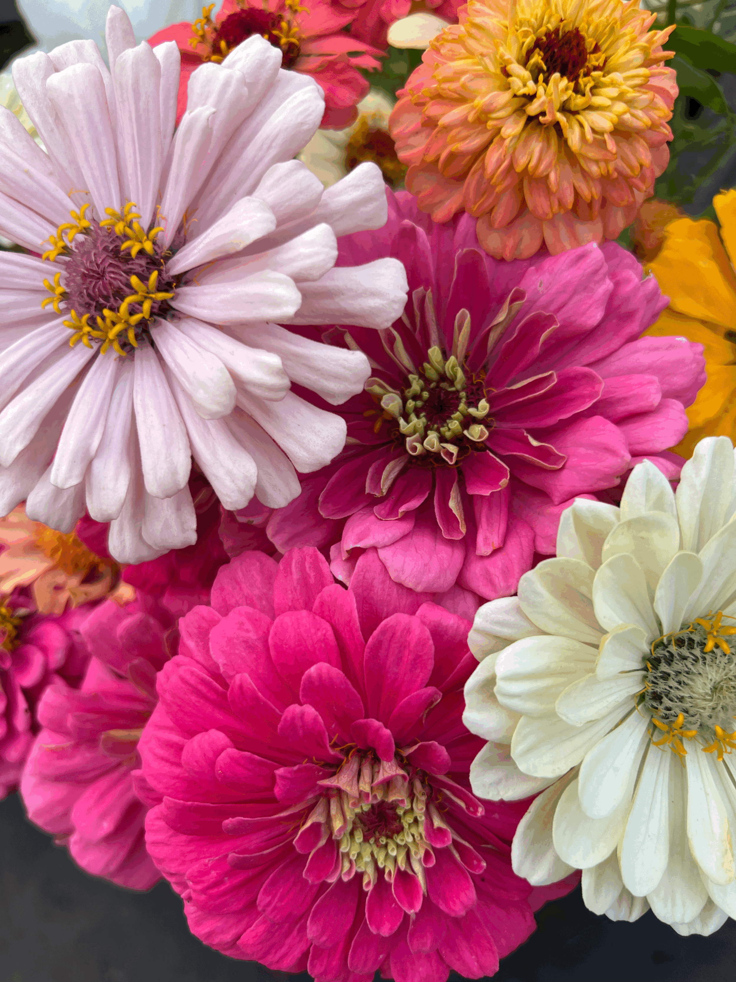 Grow A Cut Flower Garden