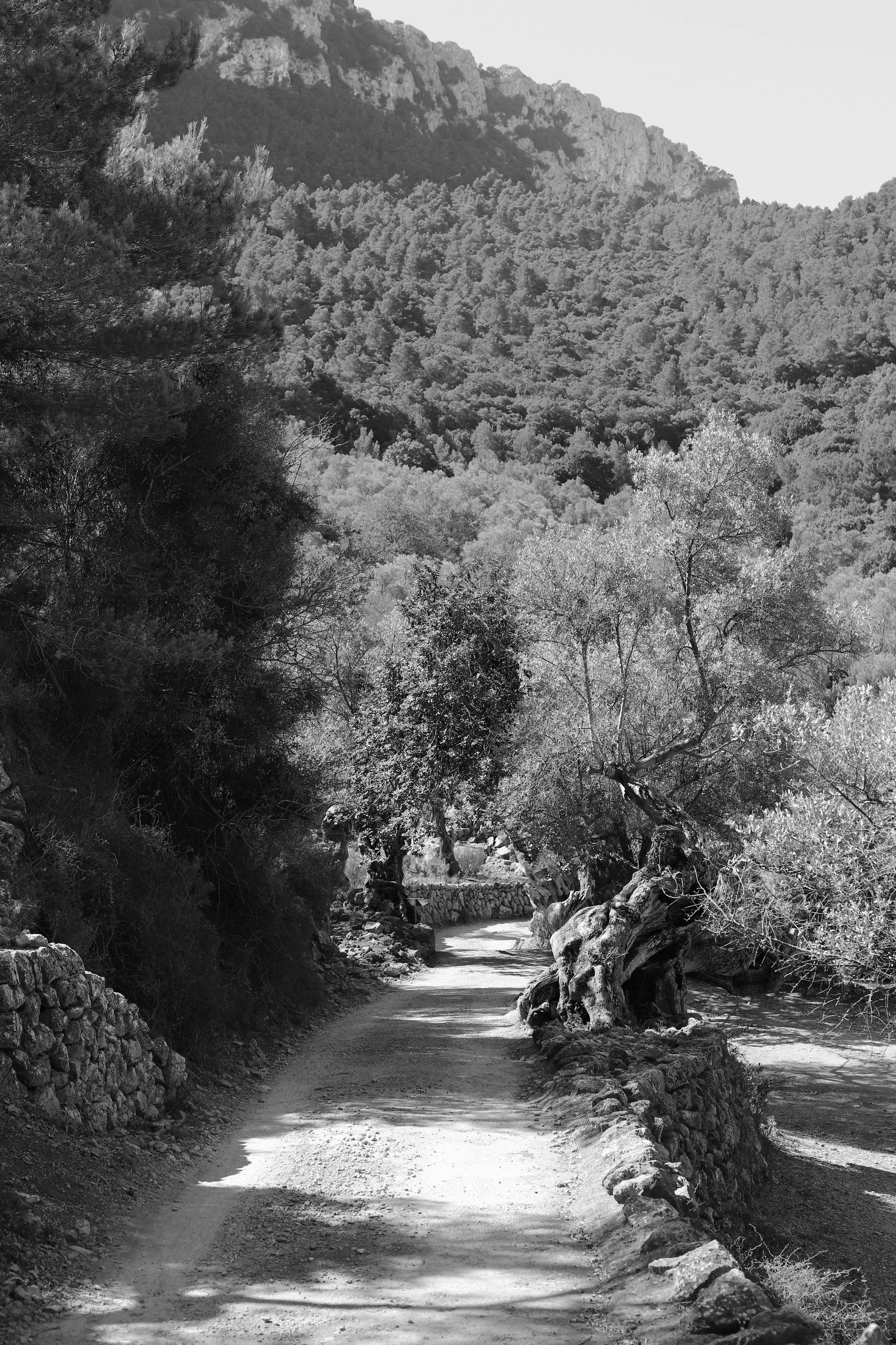 Amygdala & Your Whole Body