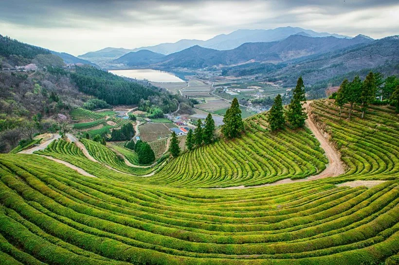 Boseong-Green-Tea-Plantation.jpg