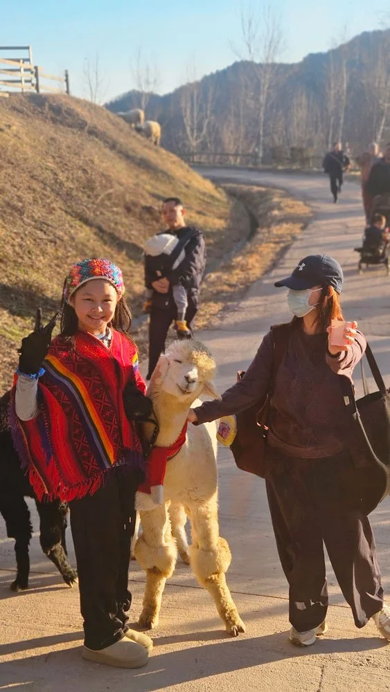 Singapore Malaysia family private experience with alpacas at Alpaca World.