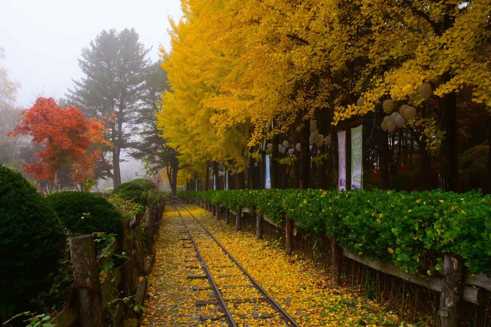 Breathtaking autumn foliage on Nami Island