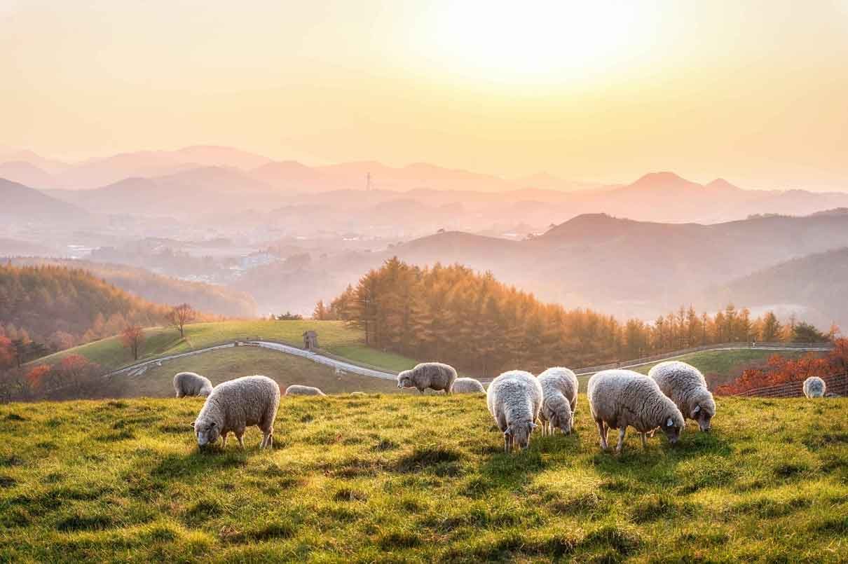Scenic views of Daegwallyeong Samyang Ranch with mountains in the background