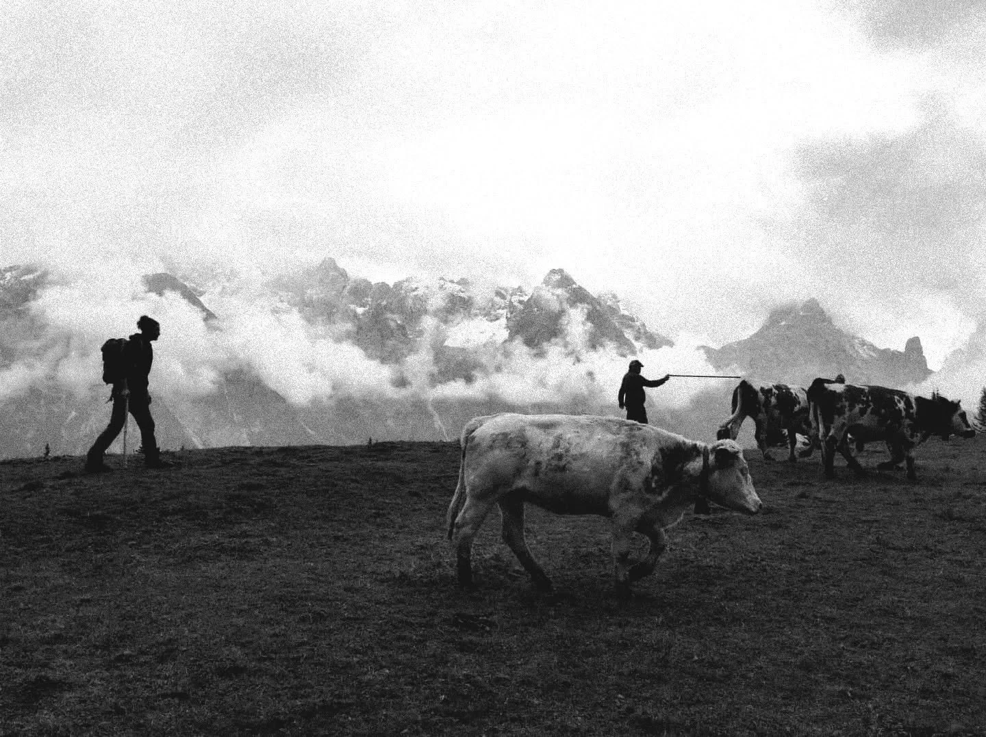 Desmonteada 🐄

#desmonteada #auronzodicadore #cadore #cadoredolomiti #cadorecheamore #trecimedilavaredo #dolomites #dolomitilovers #dolomiti #dolomitiunesco #mestieriantichi