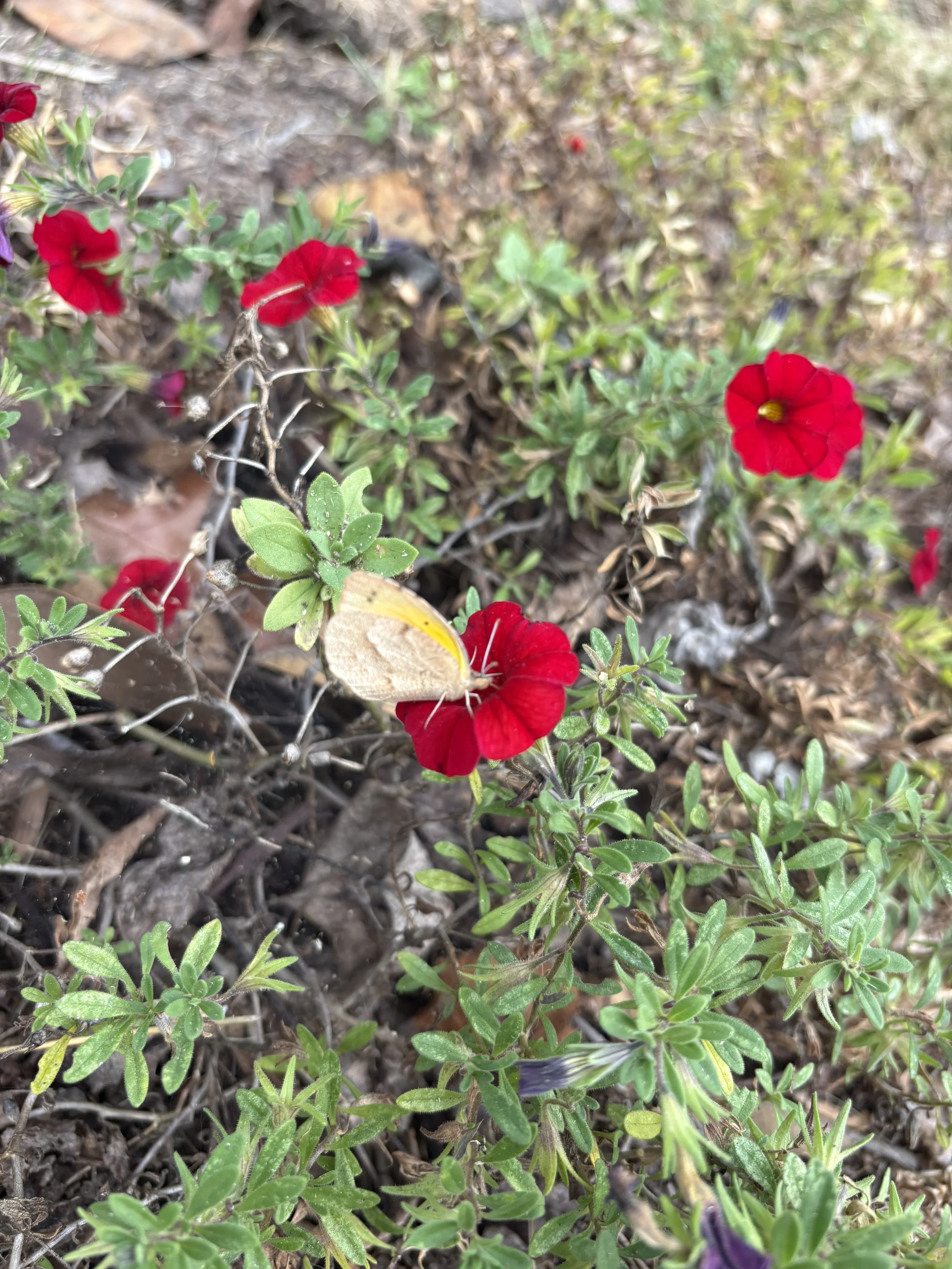 Physical Wellness, Mental Health, and Sustainability in Dance Careers