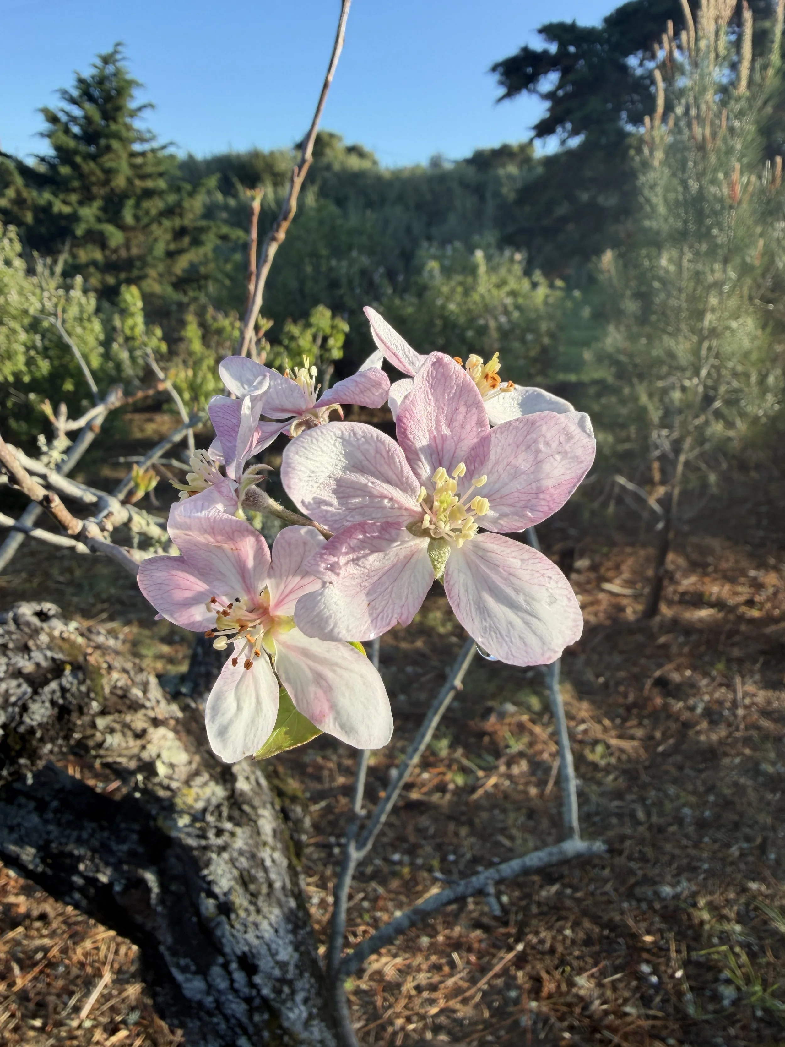 Apple tree springing back to life at O House