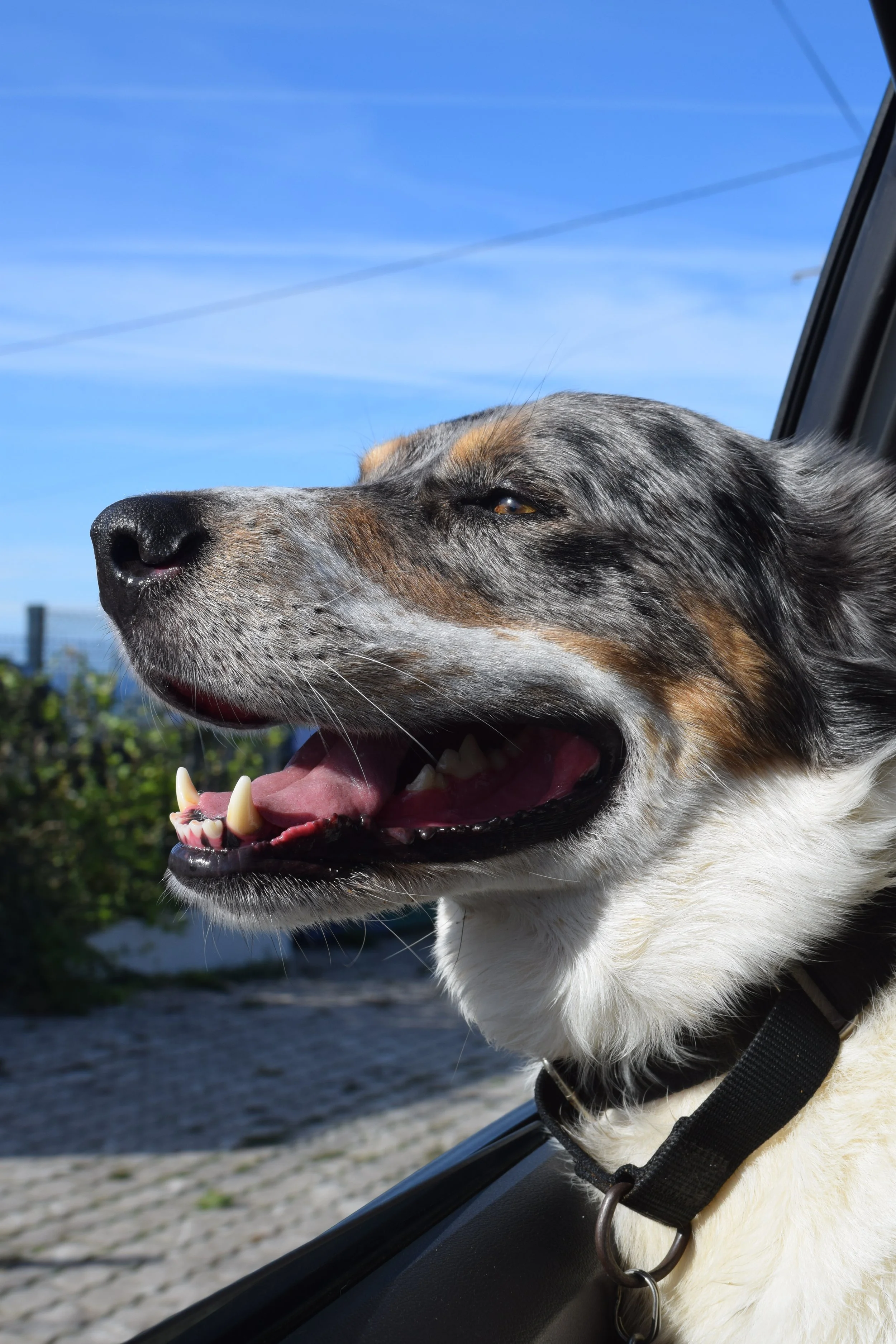DSC_0205 2.JPG