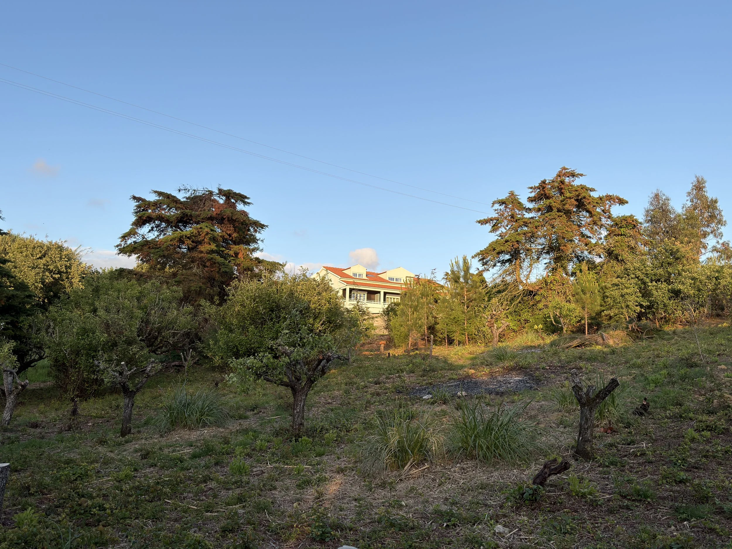 The orchard we almost missed at O House Ericeira Hills