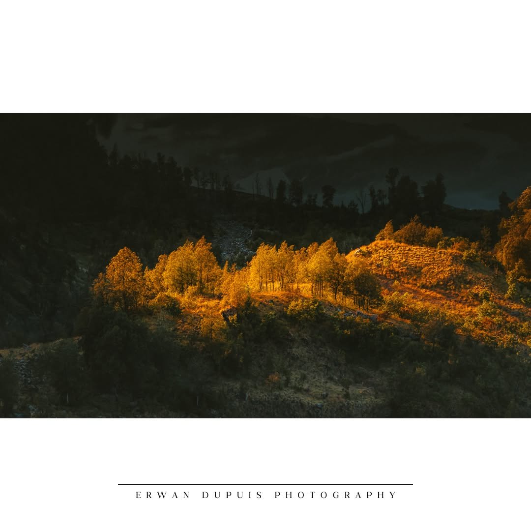 🌲 Tree of Life
📷 Captured with @sonyalpha #A7RIV
🔭 Lens used sony 24-105 mm F4 OSS #SEL24105G
🌎 Taken at Rinjani Volcano (Lombok) / Indonesia
@sonyalpha @sony @sonyalpha_id @sonyalphaclub @sonyalphagallery
#SonyAlpha #MyAlphaStory #SonyIndonesi