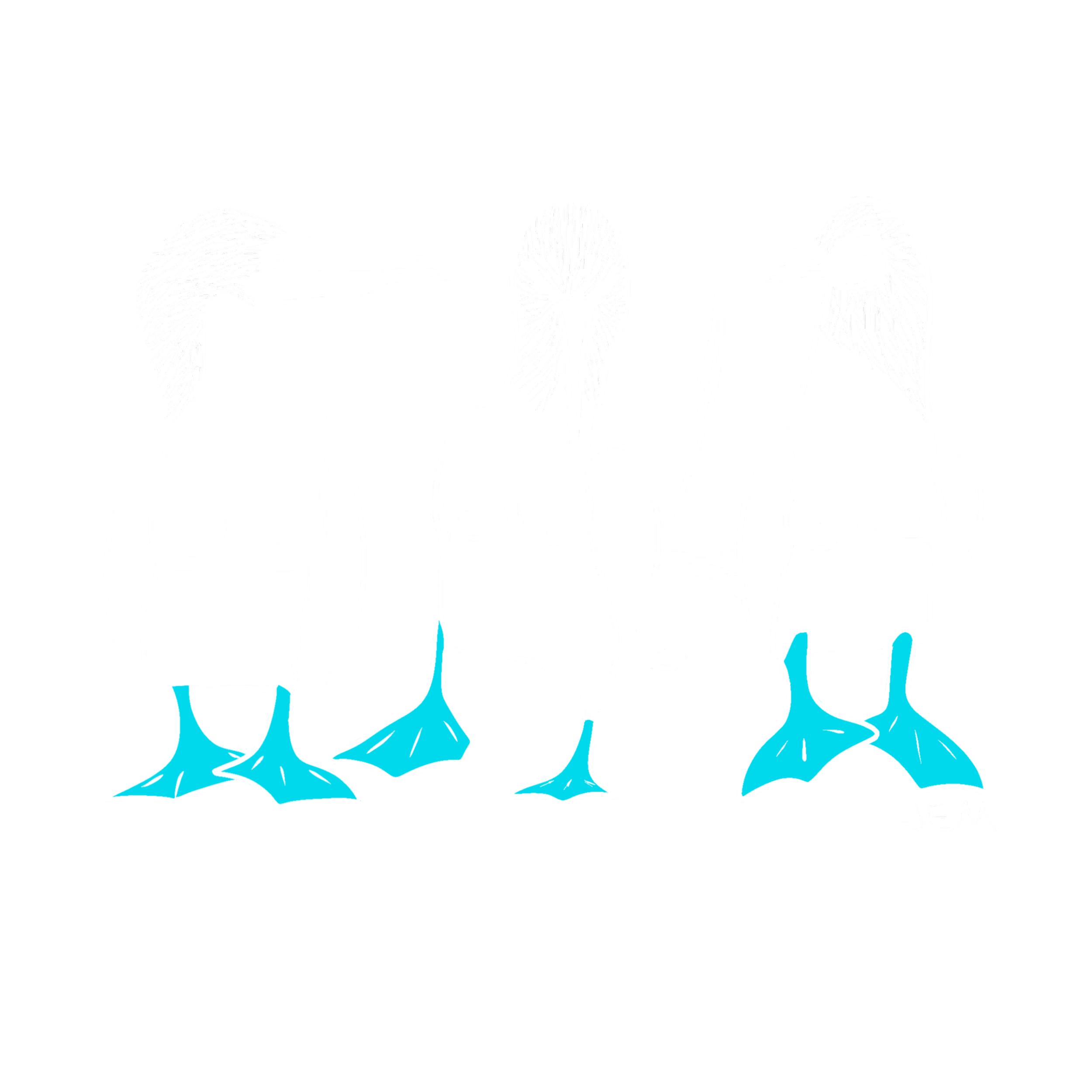 Blue footed boobies.png