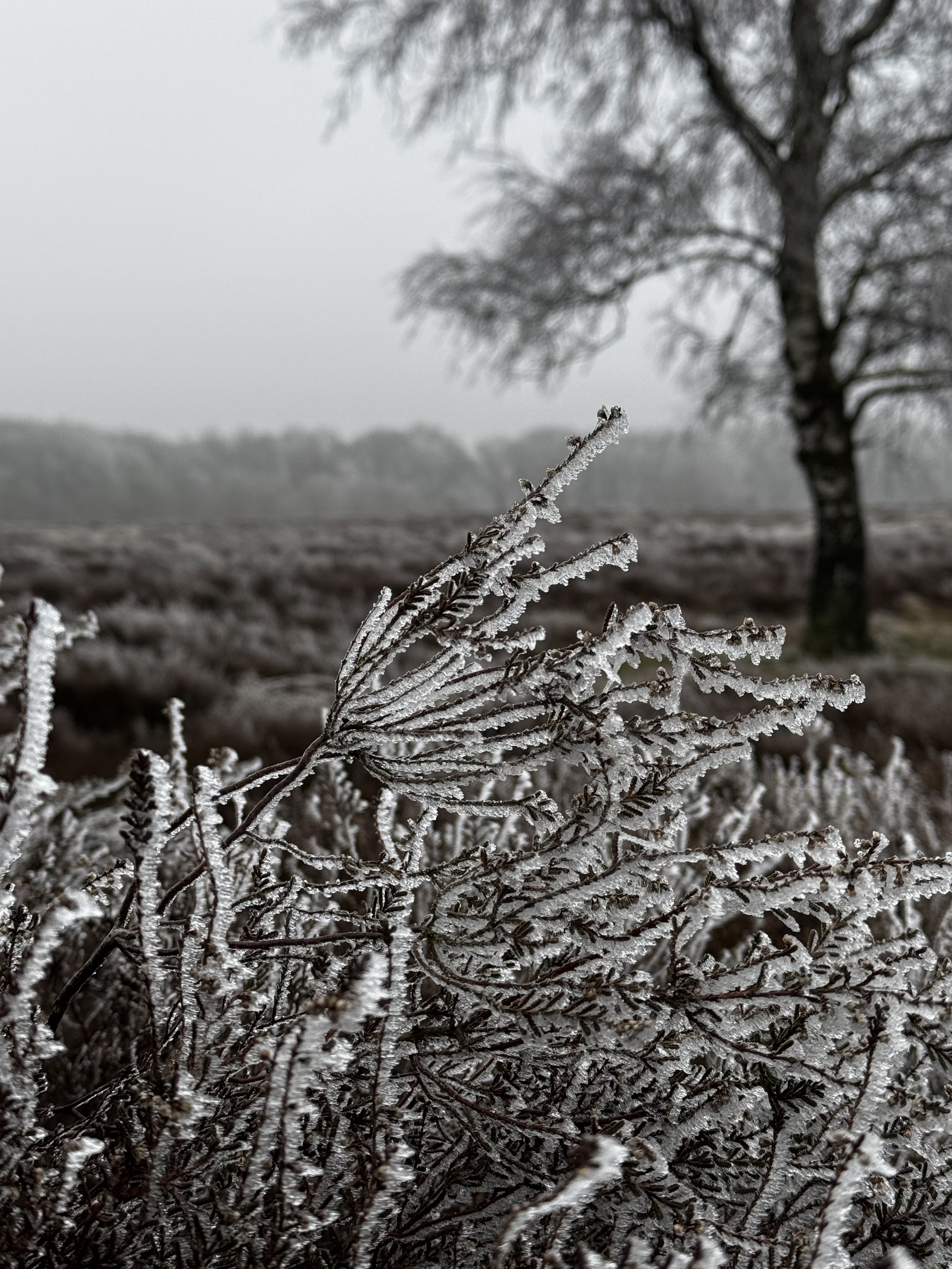 Kerst- en nieuwjaarsgroet