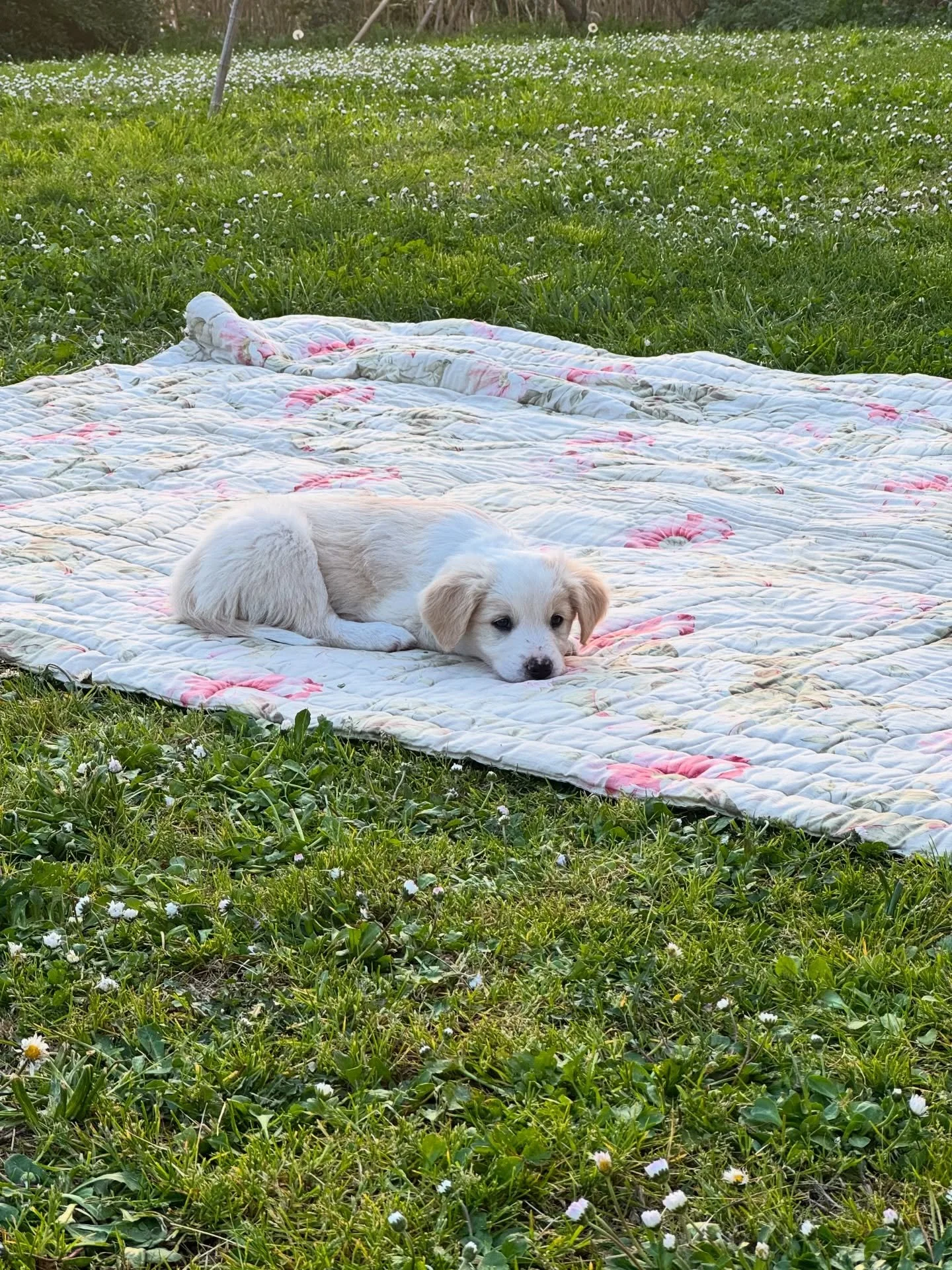 Mezzadria cresce e quest&rsquo;anno ad accogliervi ci sar&agrave; un nuovo componente della famiglia: vi presentiamo Uno! Il nostro nuovo cucciolo #mezzadria #pescia #amicideglianimali #caniegatti #toscana vivereincampagna