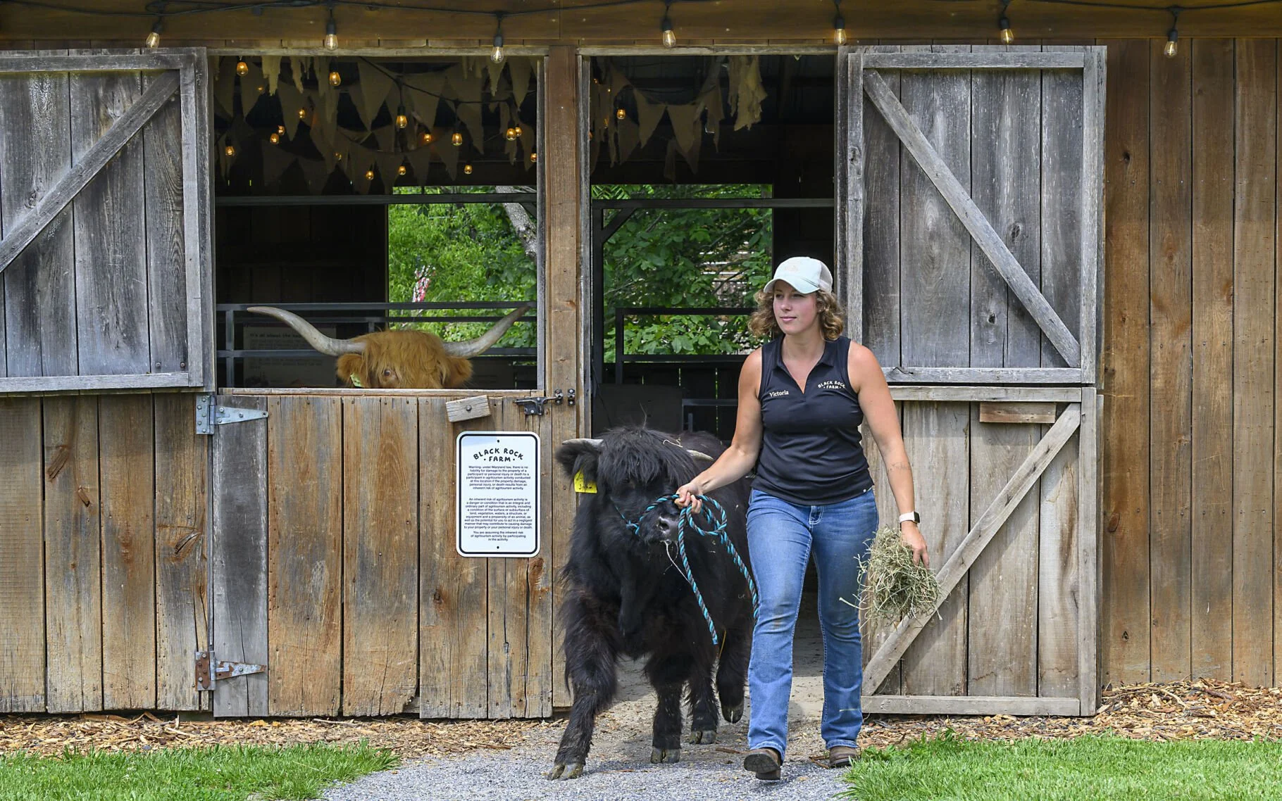 Available Cattle at Black Rock Farm