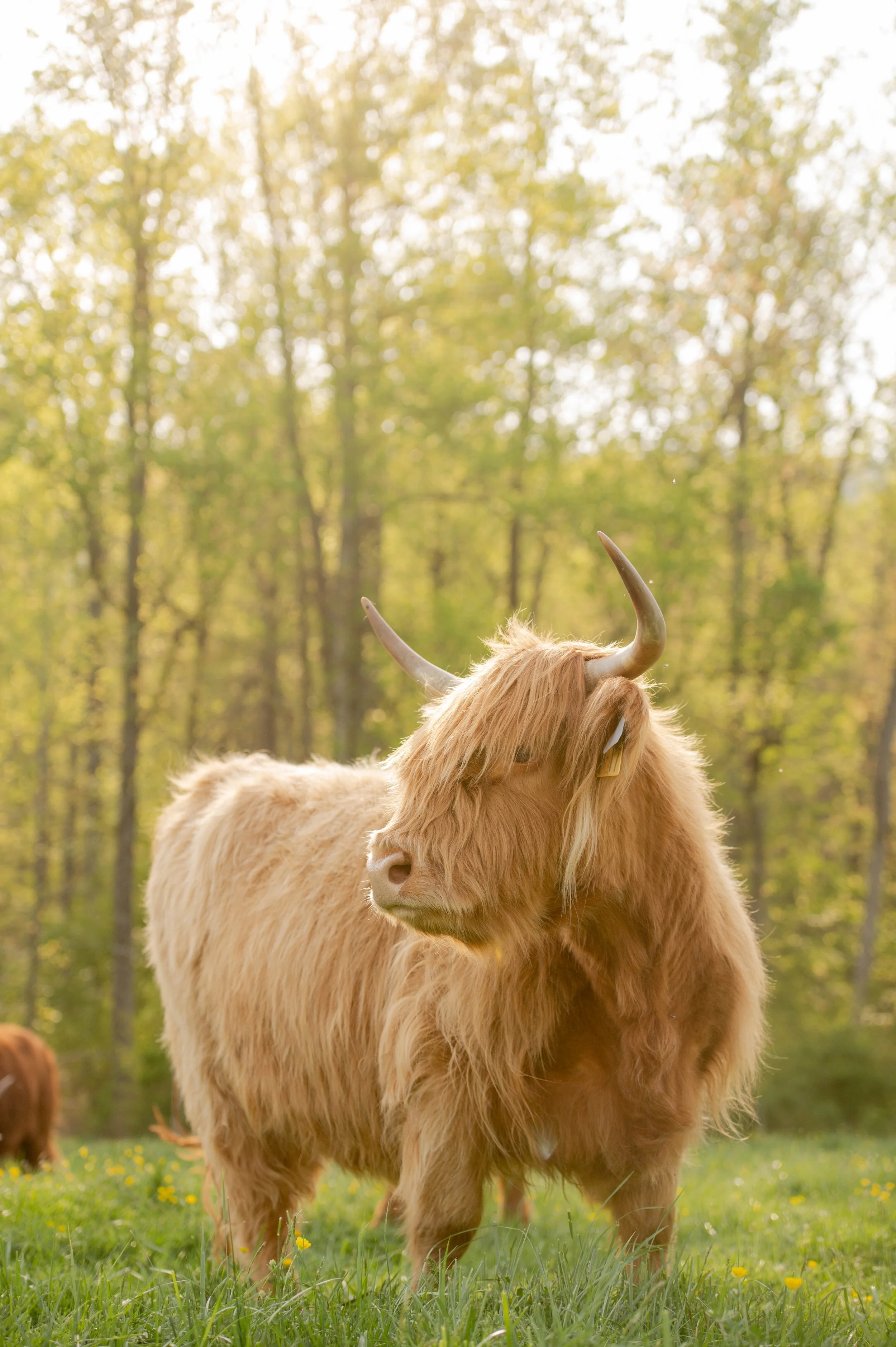 Highland Cows at Black Rock Farm